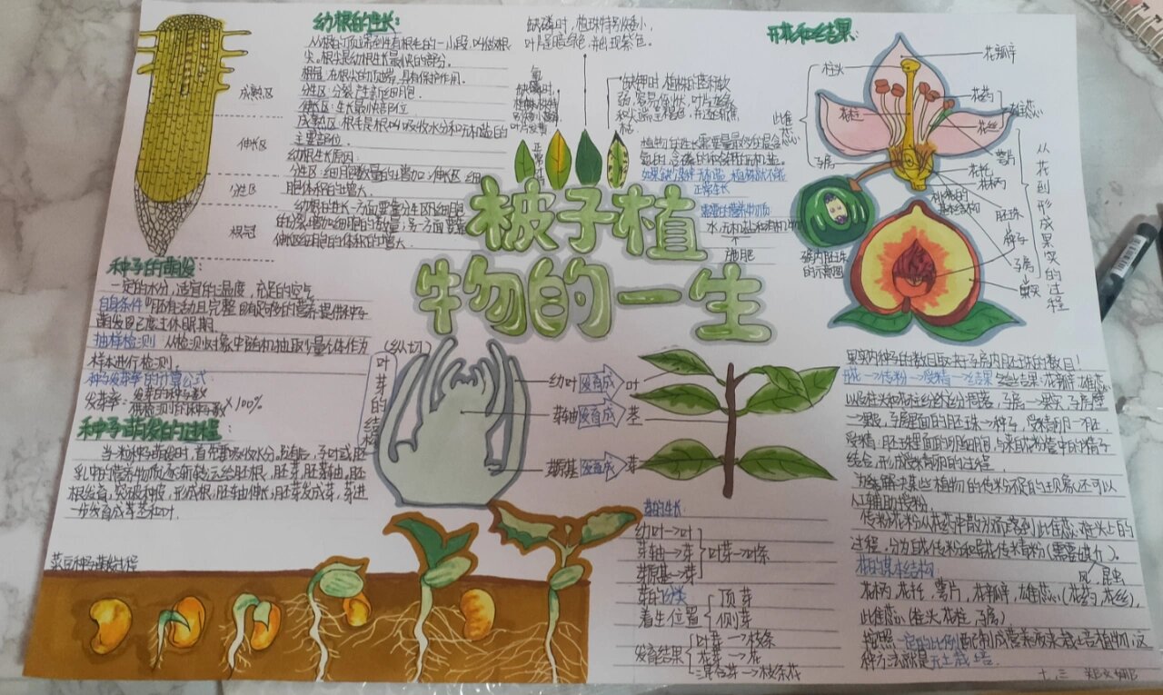 生物与生活手抄报图片图片