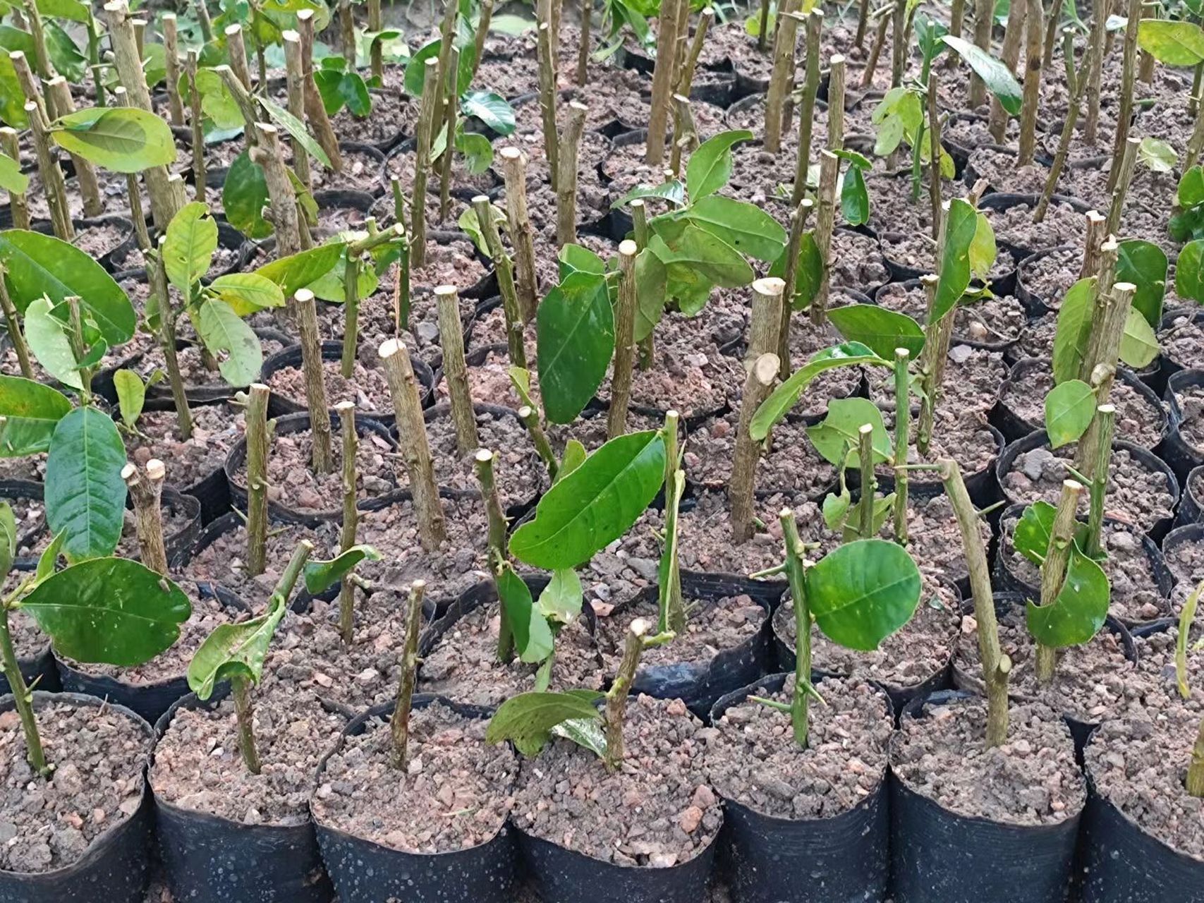 广东香水柠檬扦插苗多久结果,大量树苗 18个月左右 柠檬的扦插苗一般