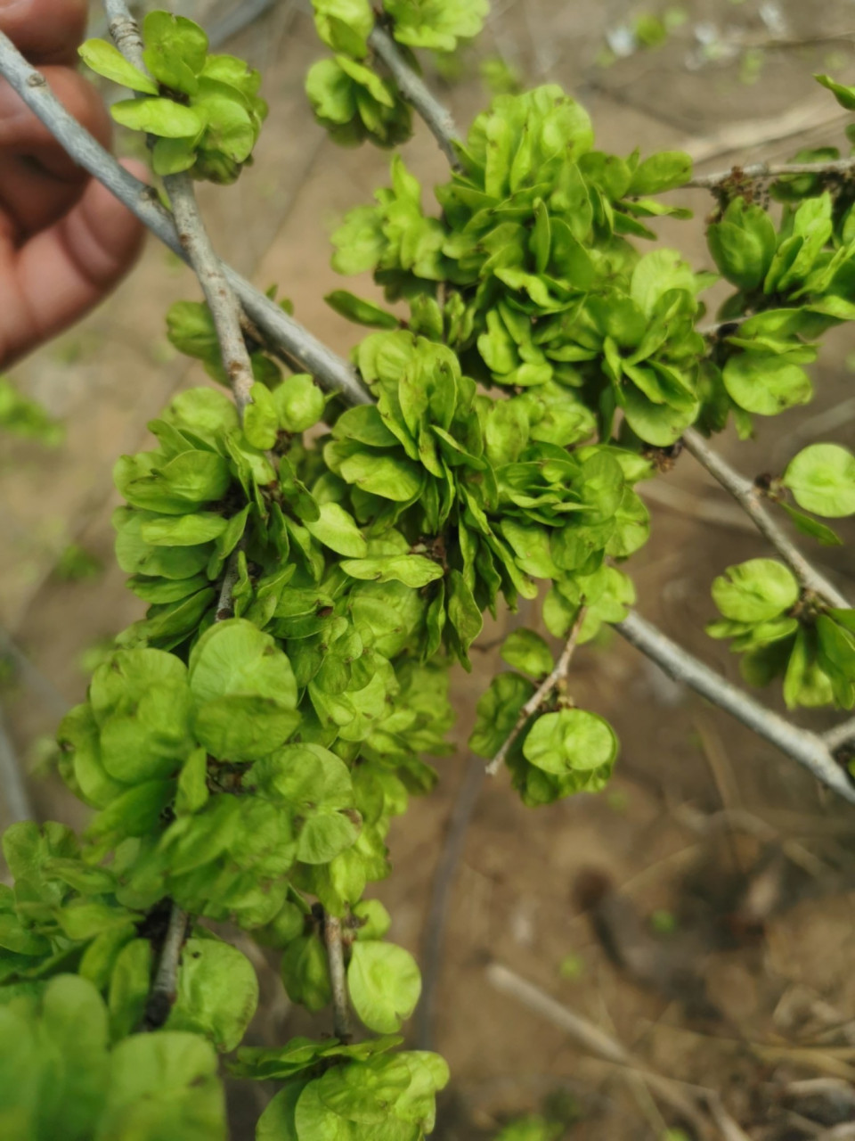 挖野菜碰见榆钱树 娃没吃过榆钱,摘了点尝了尝说好吃,甜,正好拿着袋子