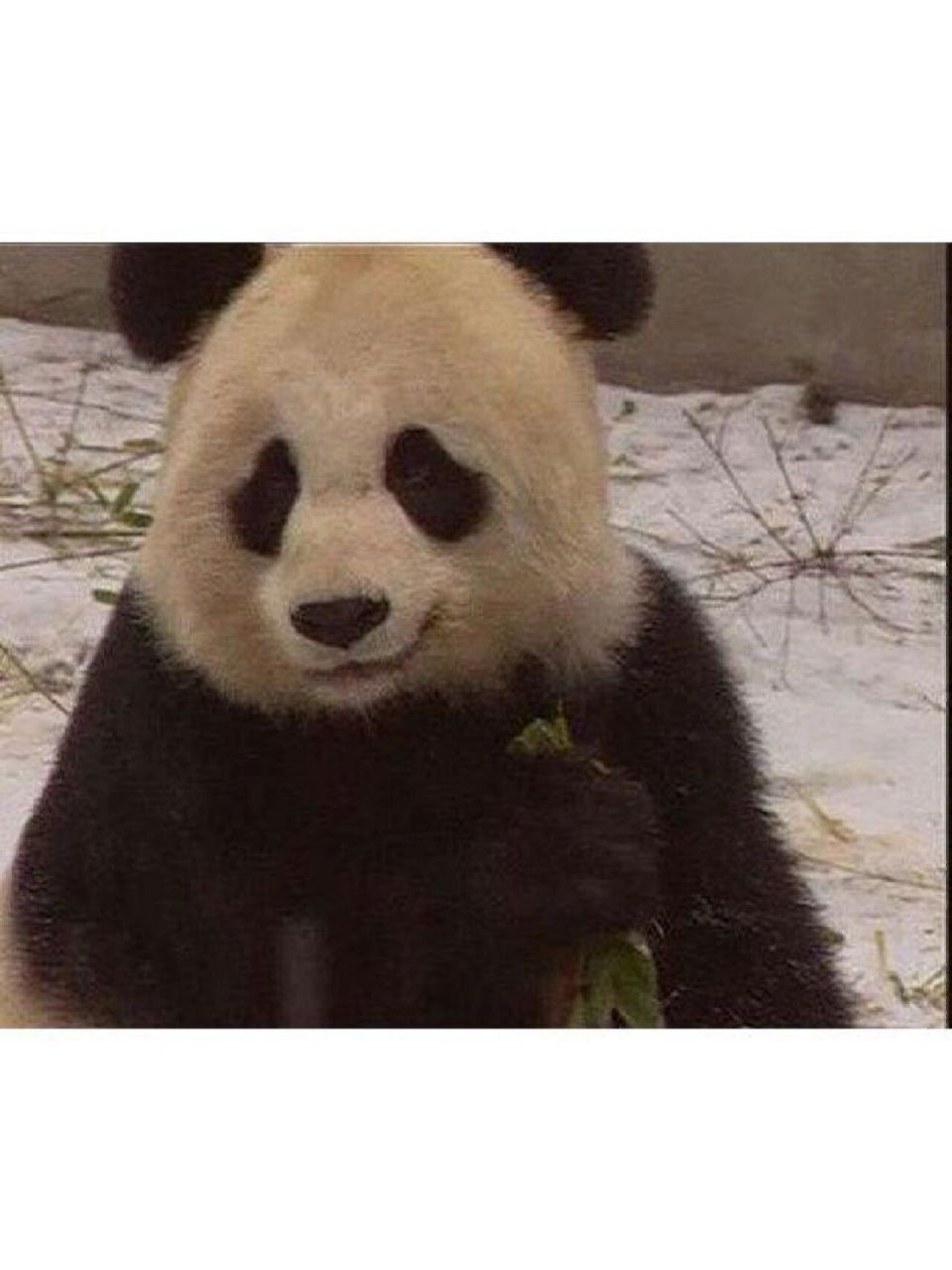 传奇大熊猫"永巴" 野生大熊猫,谱系号397.