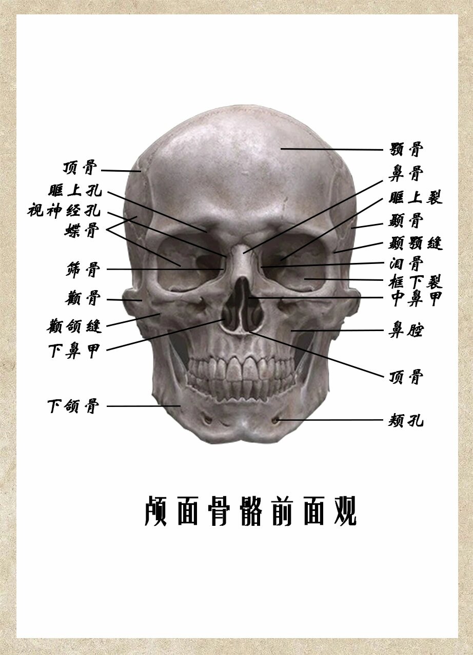 颅骨解剖图