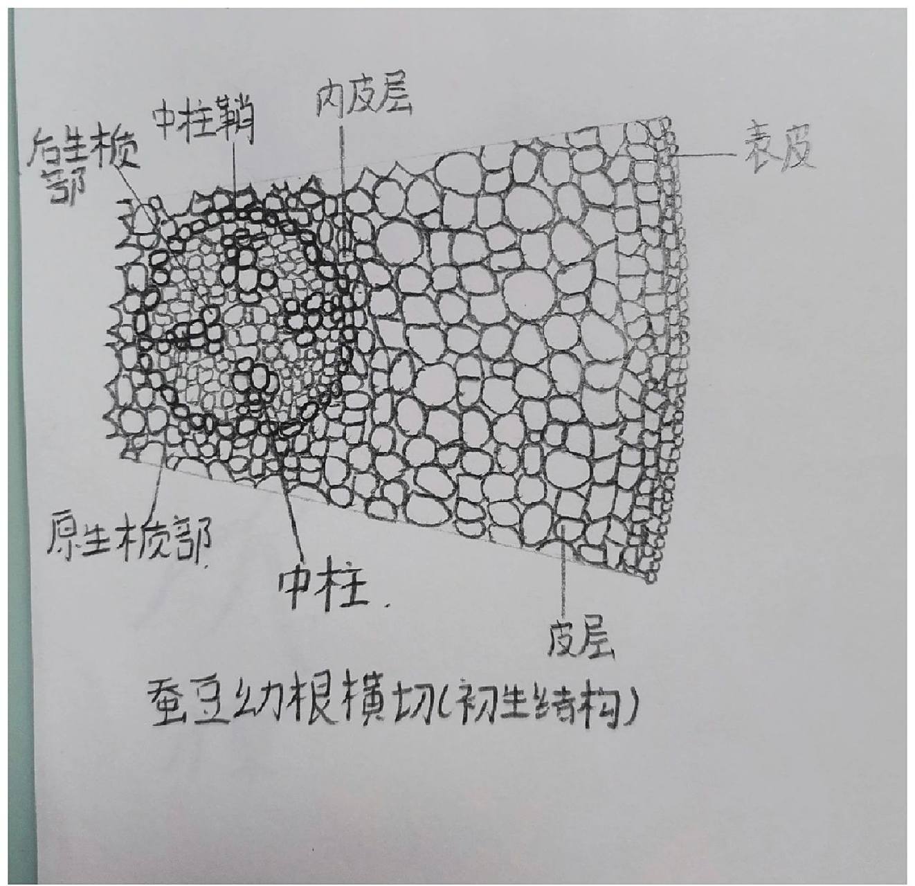 植物学实验 蚕豆幼根横切(初生结构) 玉米茎中维管束结构 向日葵幼茎