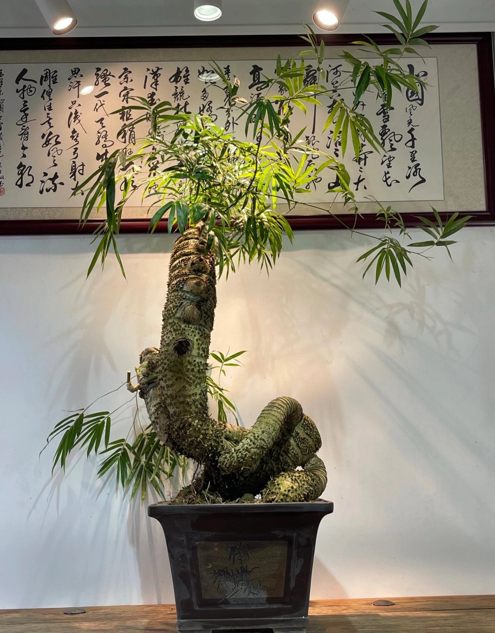 老桩头簕竹盆景 精品老竹头 尺寸:带盆高128厘米,冠幅118厘米,竹头最