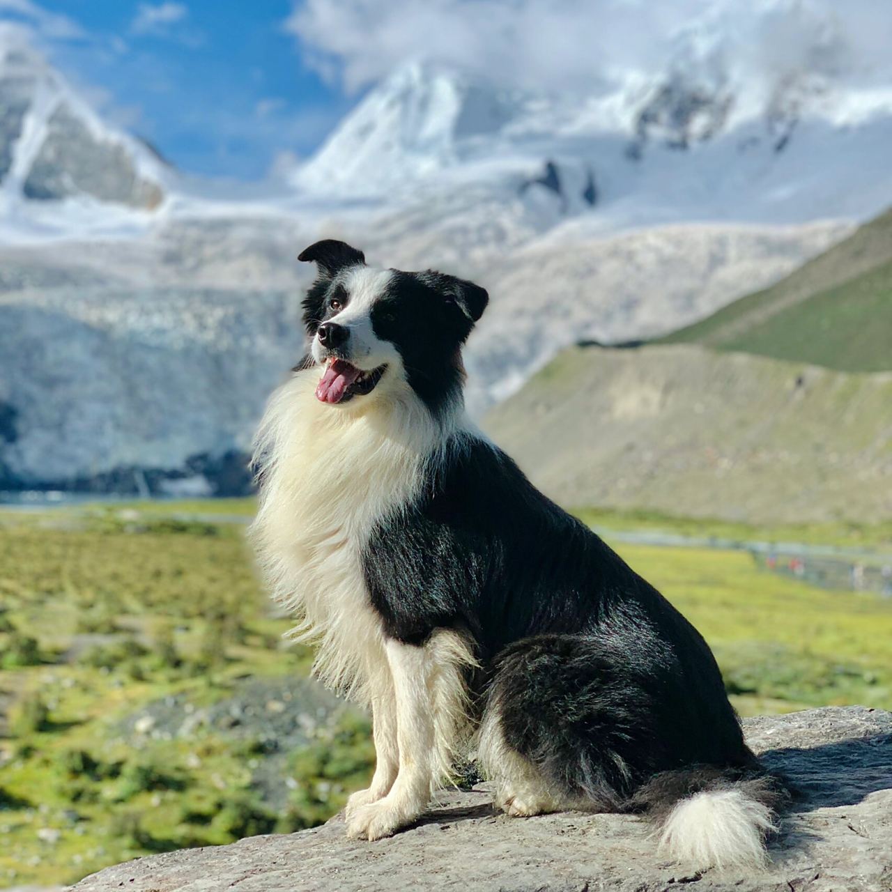 边牧七七|狗狗头像九选一