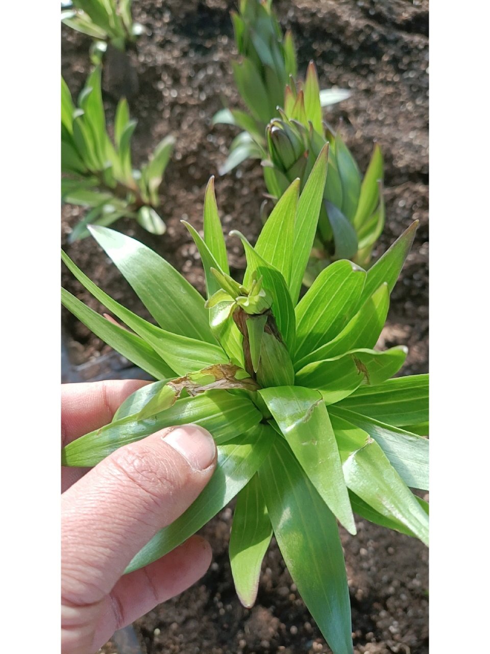 百合叶烧怎么办?