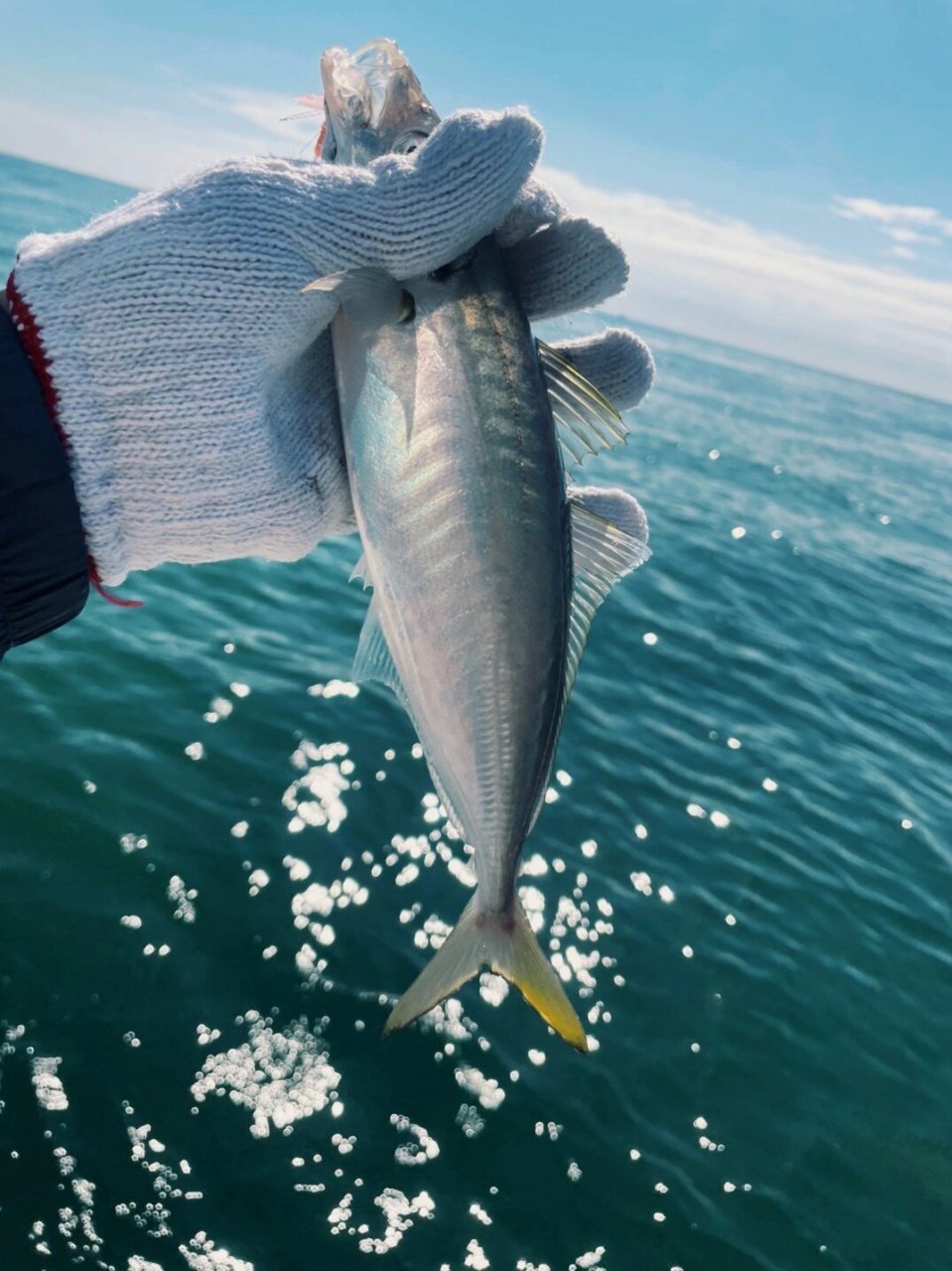 黄钻鱼 浪岗的黄钻狂拉季