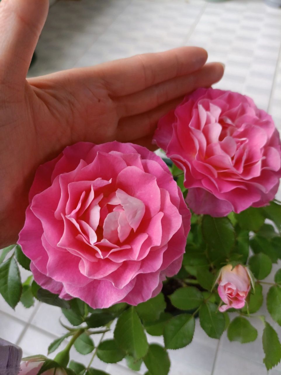 比果汁还好养的阳台月季 月初花12元买回来的海神王月季小苗,一个月不
