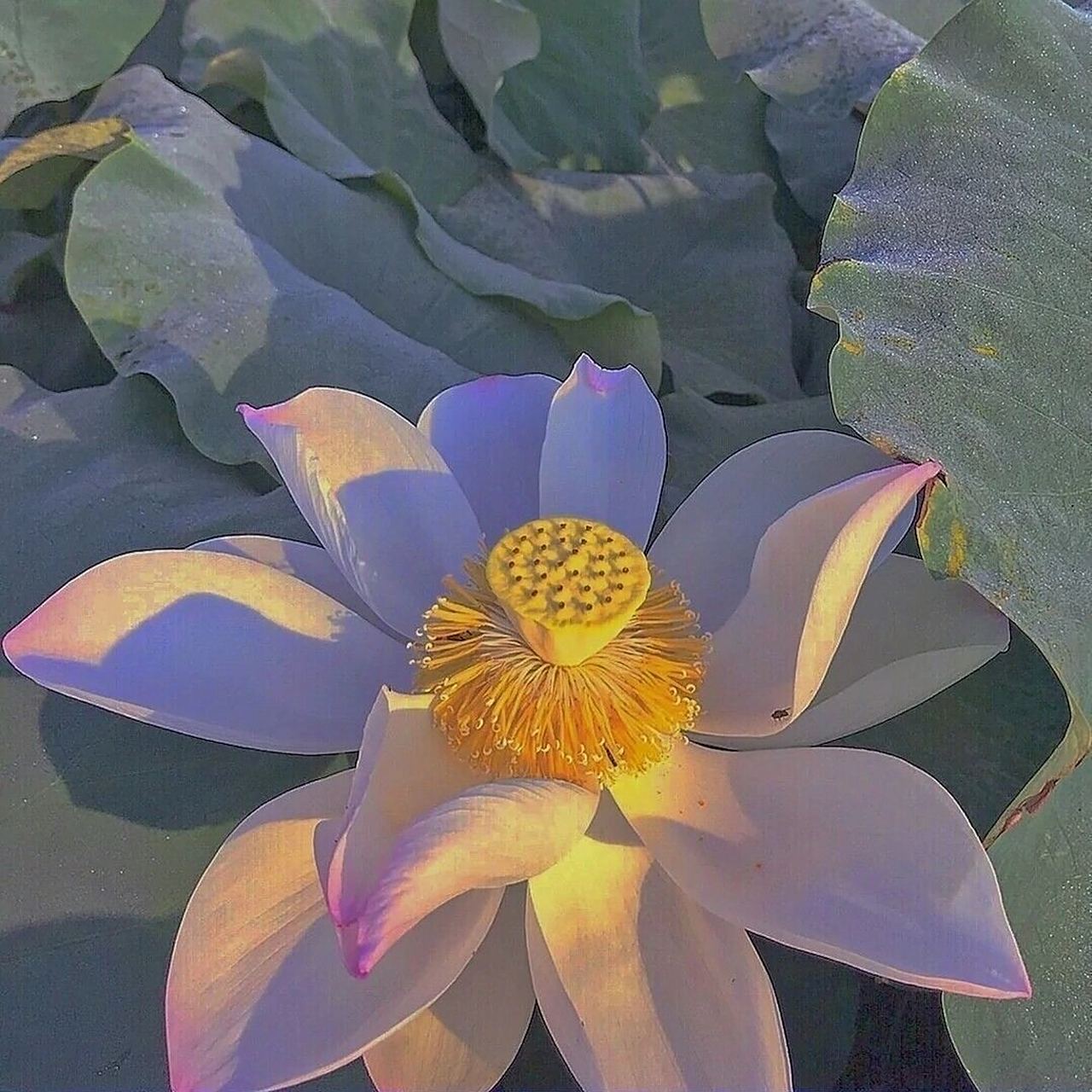 荷花头像来咯 想要清心寡欲吗   想要和长辈更进一步吗  想要和同龄人