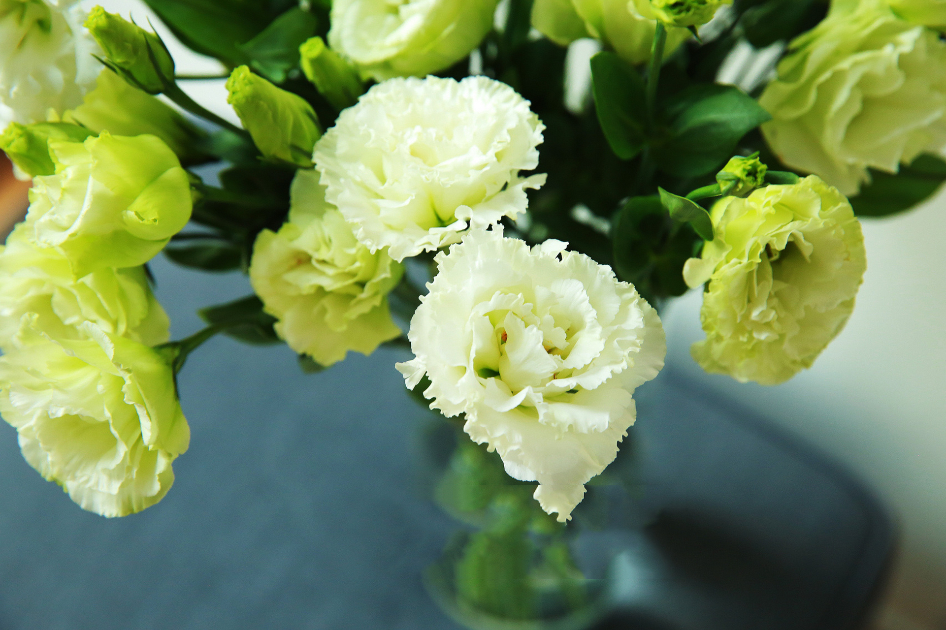 清新夏日搭配 98名称:洋桔梗 植物分类:龙胆科  洋桔梗属 原产地:北