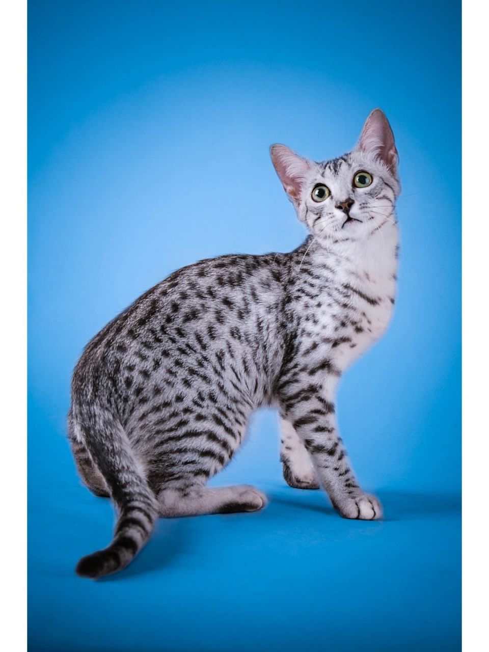 5~7千克,皮肤和毛色上都有像豹的斑纹,埃及猫形体适中,肌肉发达.