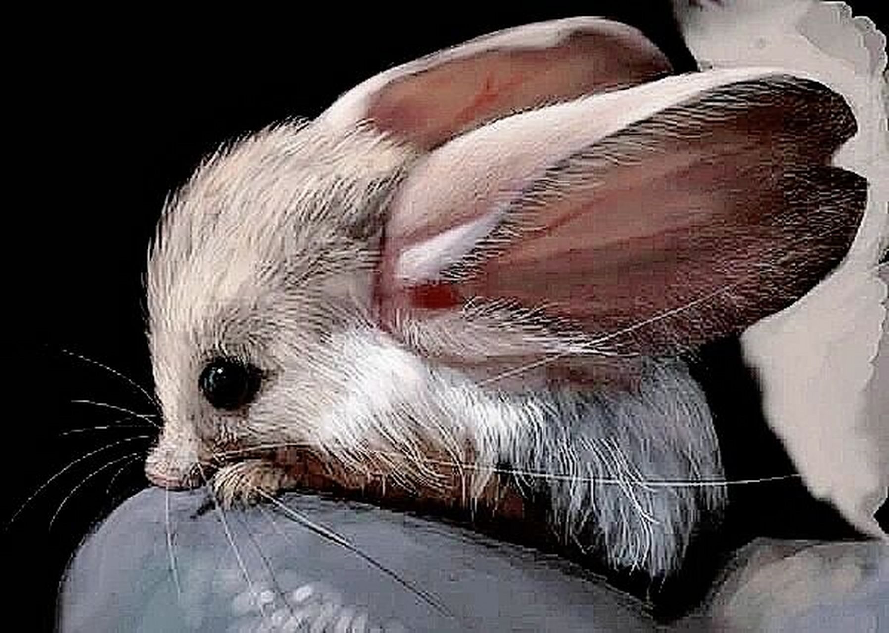 长耳跳鼠是一种栖息在荒漠地区的鼠类品种,被戏称为沙漠中的米老鼠