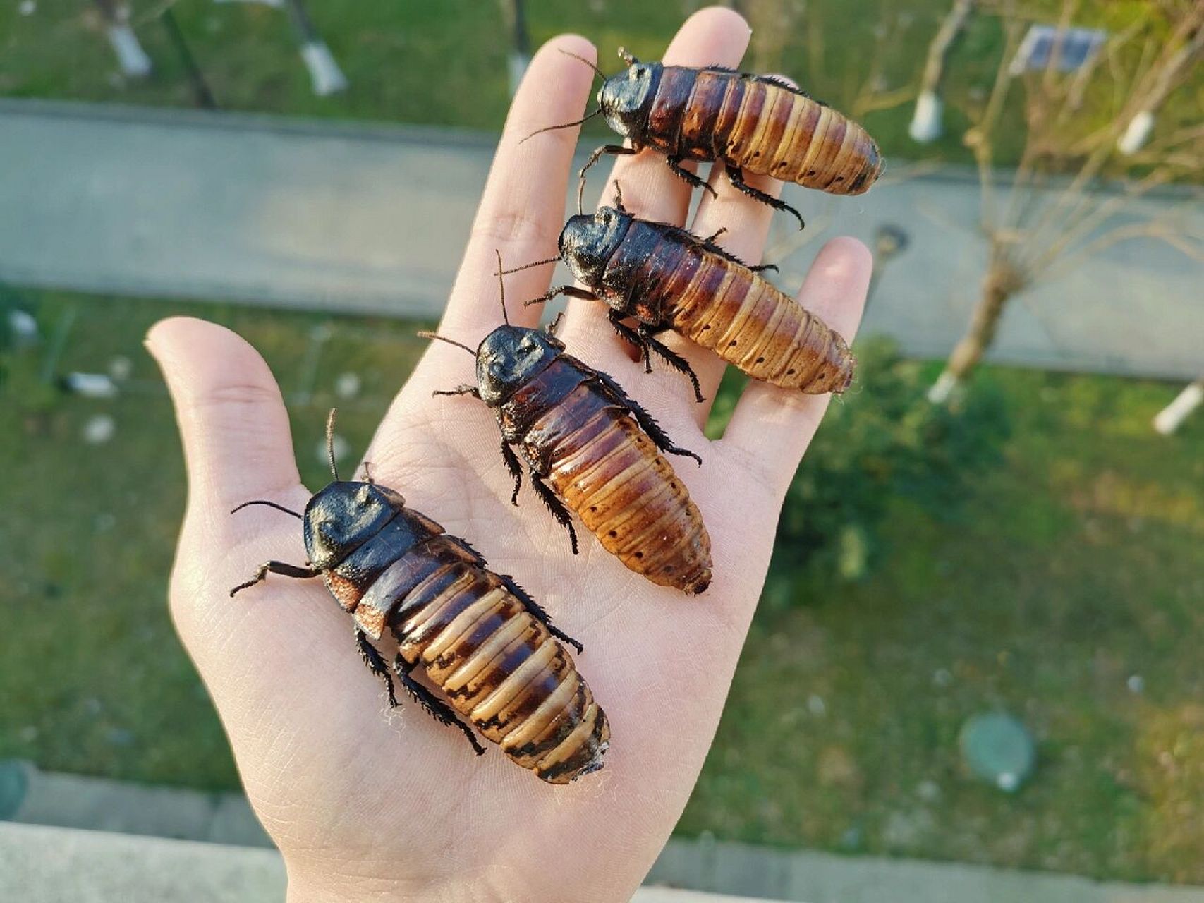 马岛蟑螂体态较大,有着凸起的胸背甲,无翅,体形5cm～7cm,阴凉处,仅