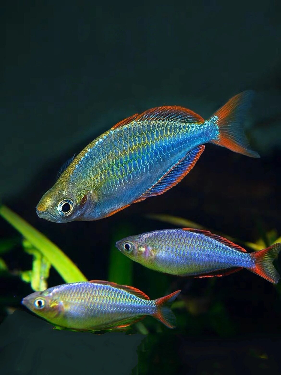 电光美人-可以和孔雀混养的美人鱼 🐟名:电光美人 别称:小彩虹 电光