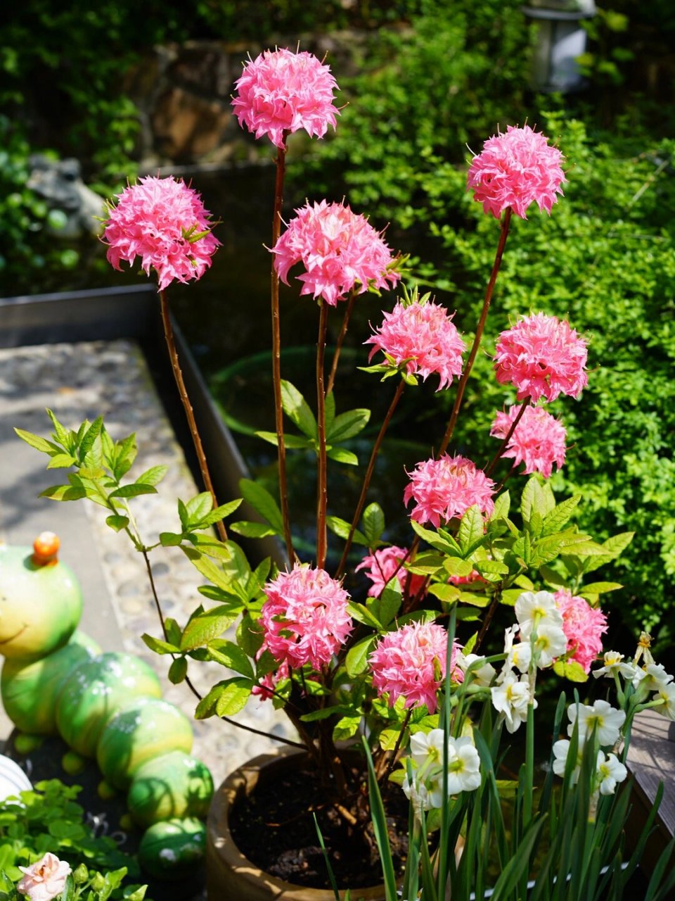 落叶杜鹃叫粉嘟嘟,又叫粉绣球,我是去年买的,从今年三月开始慢慢开花