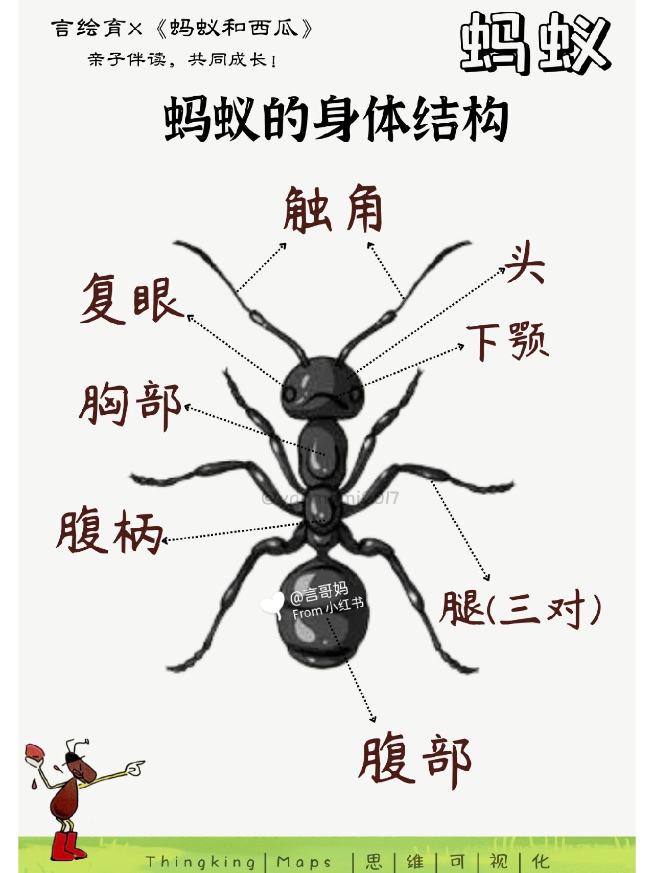 95绘本拓展&思维导图|蚂蚁主题