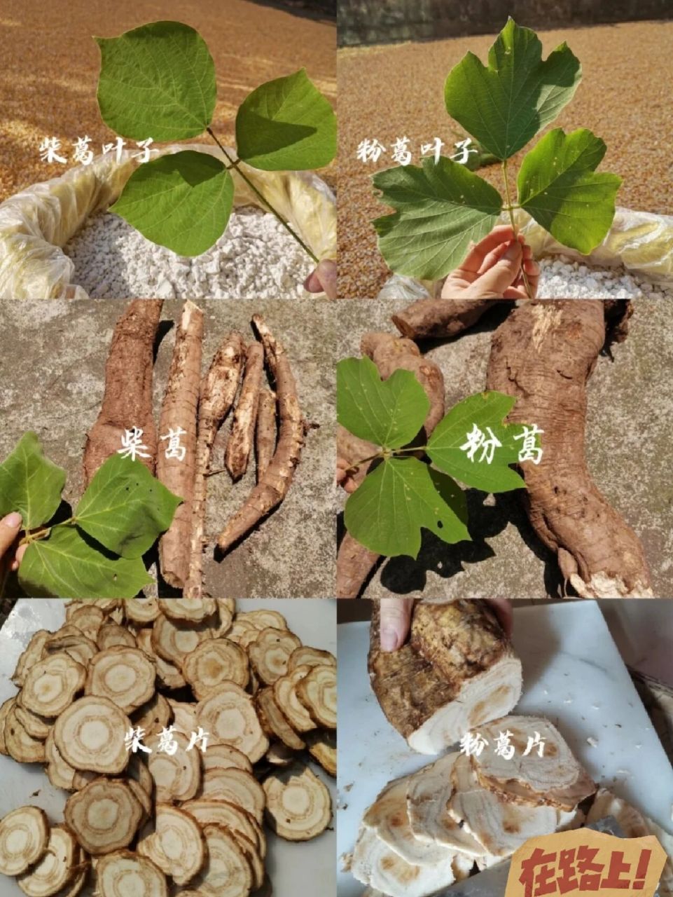 別被騙了野生柴葛與粉葛區別(葉子,截面) 柴葛根和粉葛根雖然都統稱為