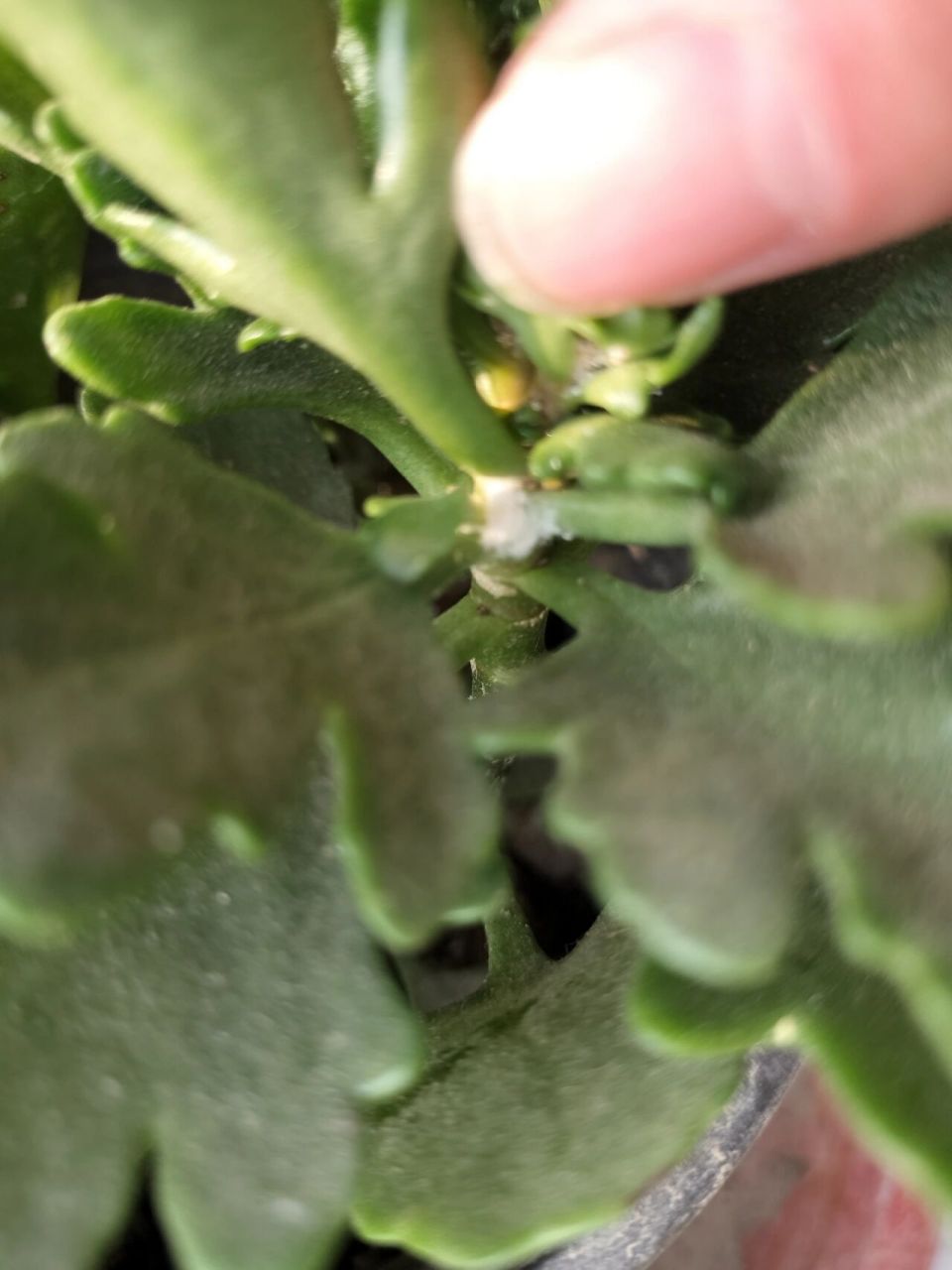 不知道为什么长寿花总是有这种小虫子 不知道为什么长寿花总是有这种