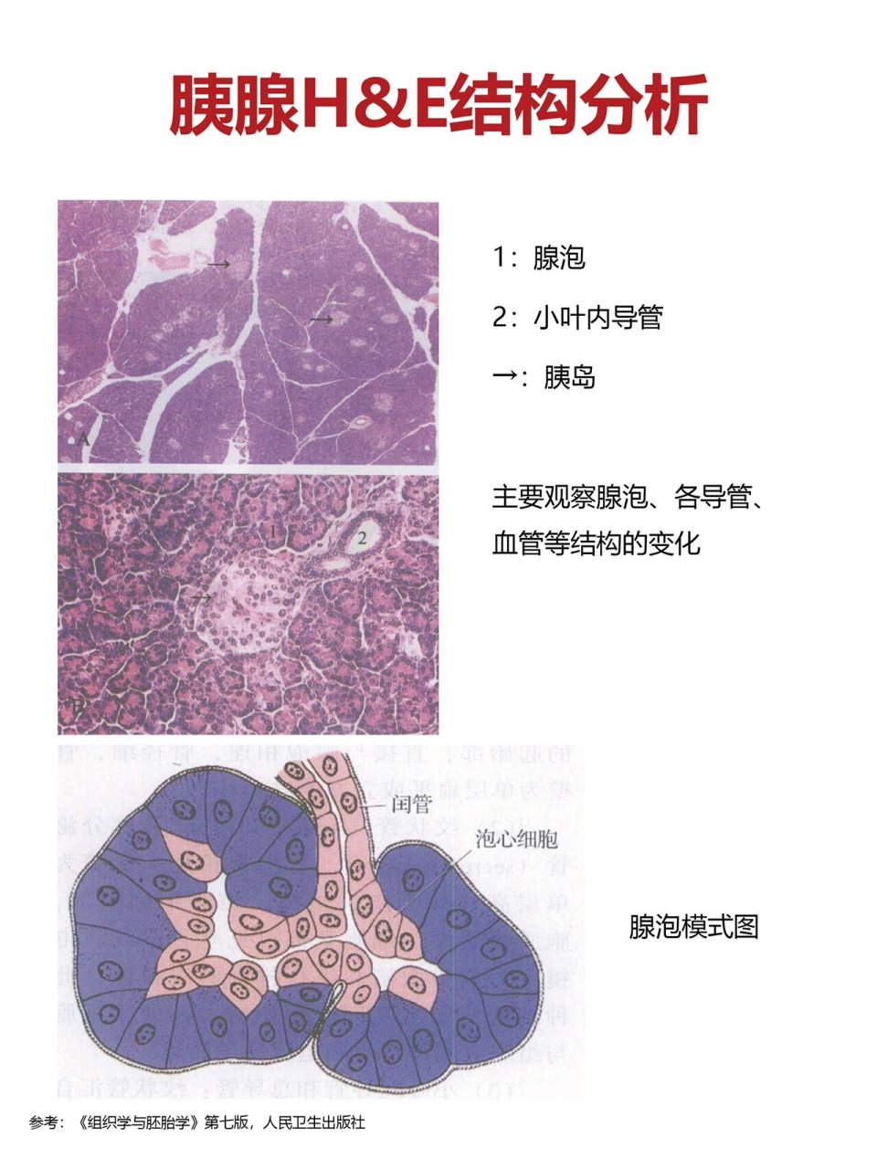 胰岛细胞结构图图片