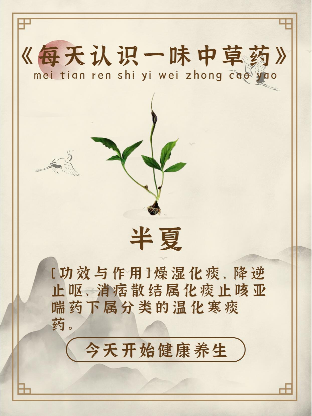 每天认识一味中草药-半夏