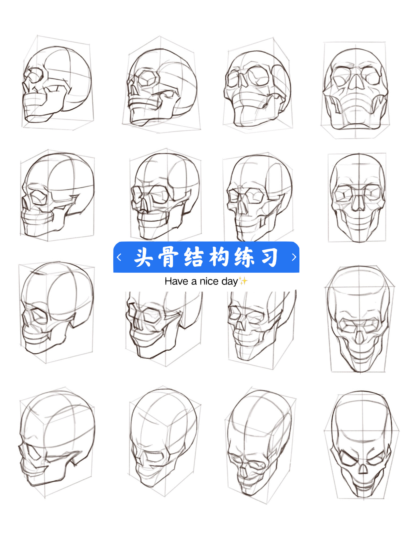 人体结构透视|头骨透视练习