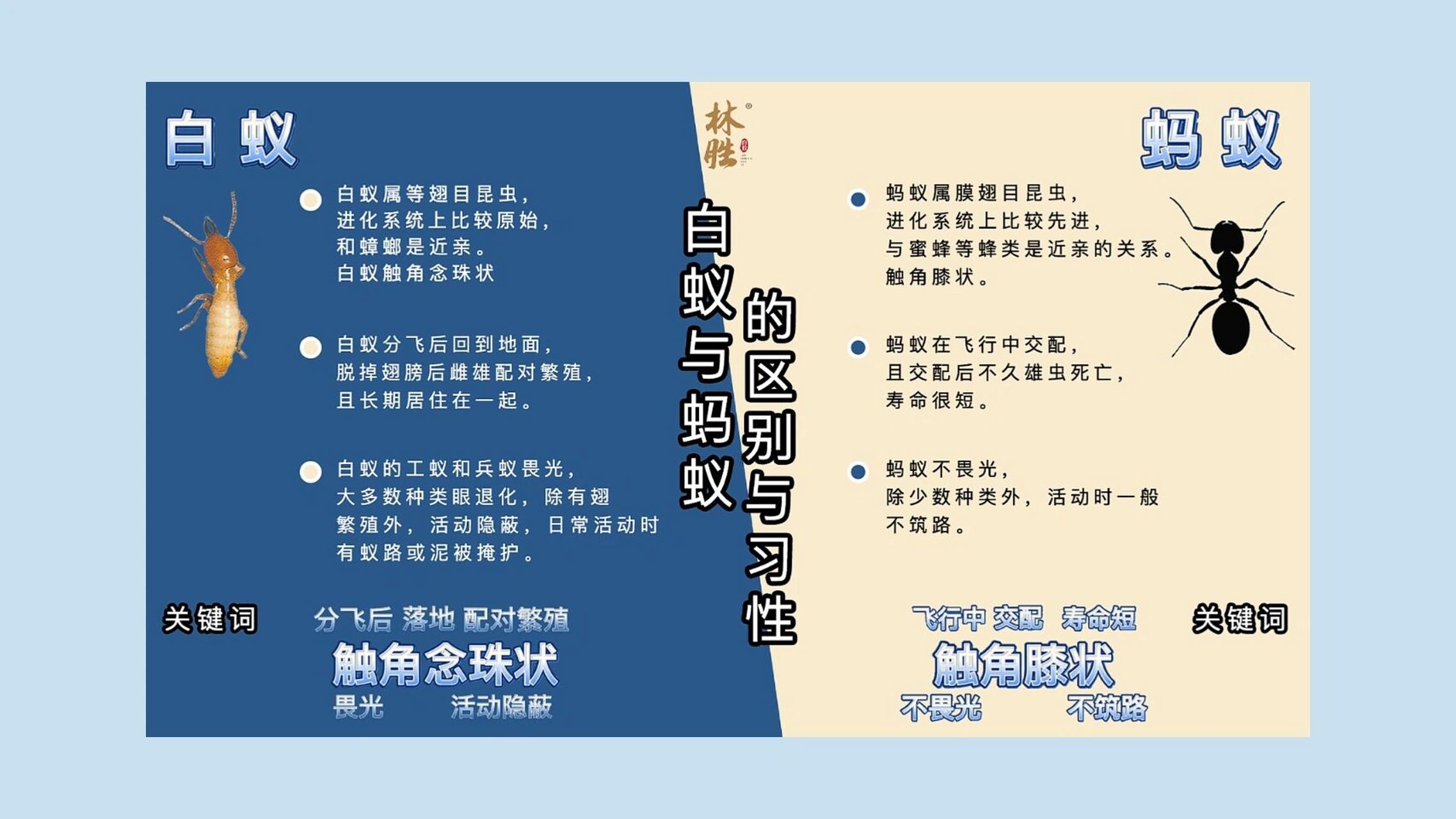 白蚁并不是白色的蚂蚁,它们隶属蜚蠊目,反而和蟑螂的关系更亲近.