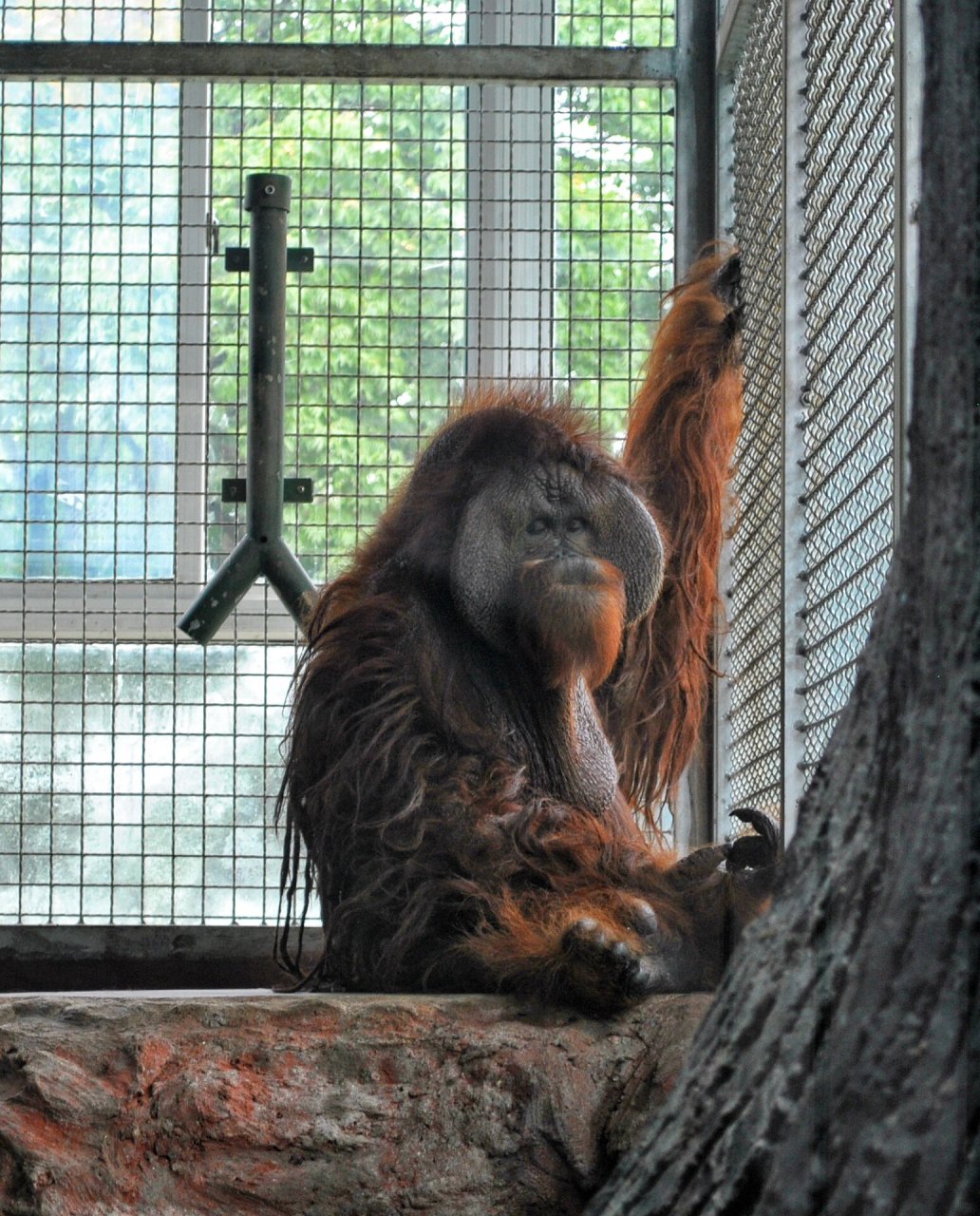 你认识它吗 上海动物园45岁猩猩森泰离世(详情见上一条小红书) 勾起