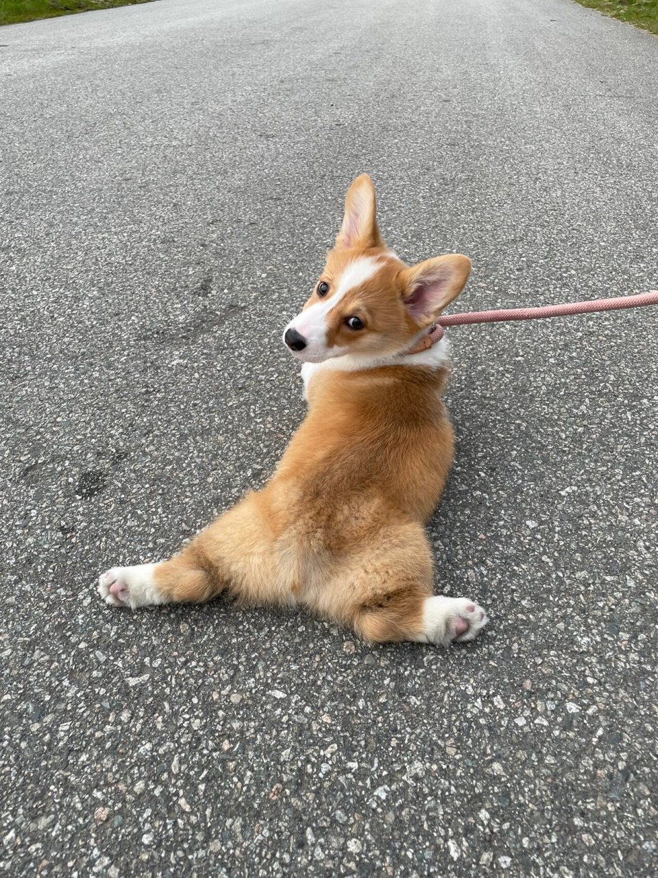 柯基不愿意散步是咋回事 快4个月大柯基,出门散步,走10分钟 要抱30秒