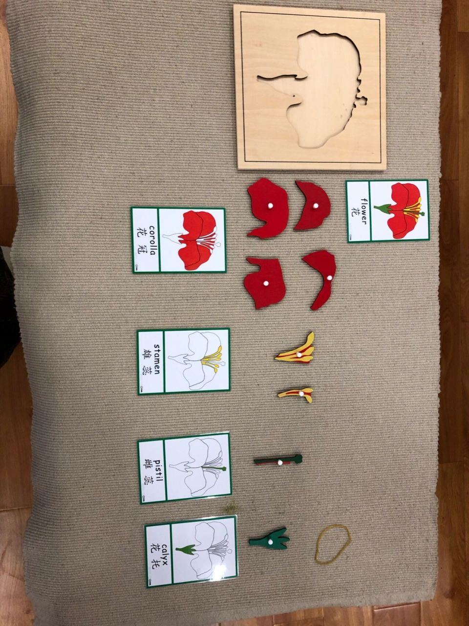 蒙氏文化区-花的嵌板及花的小书 通过嵌板了解花的构造,了解自然界