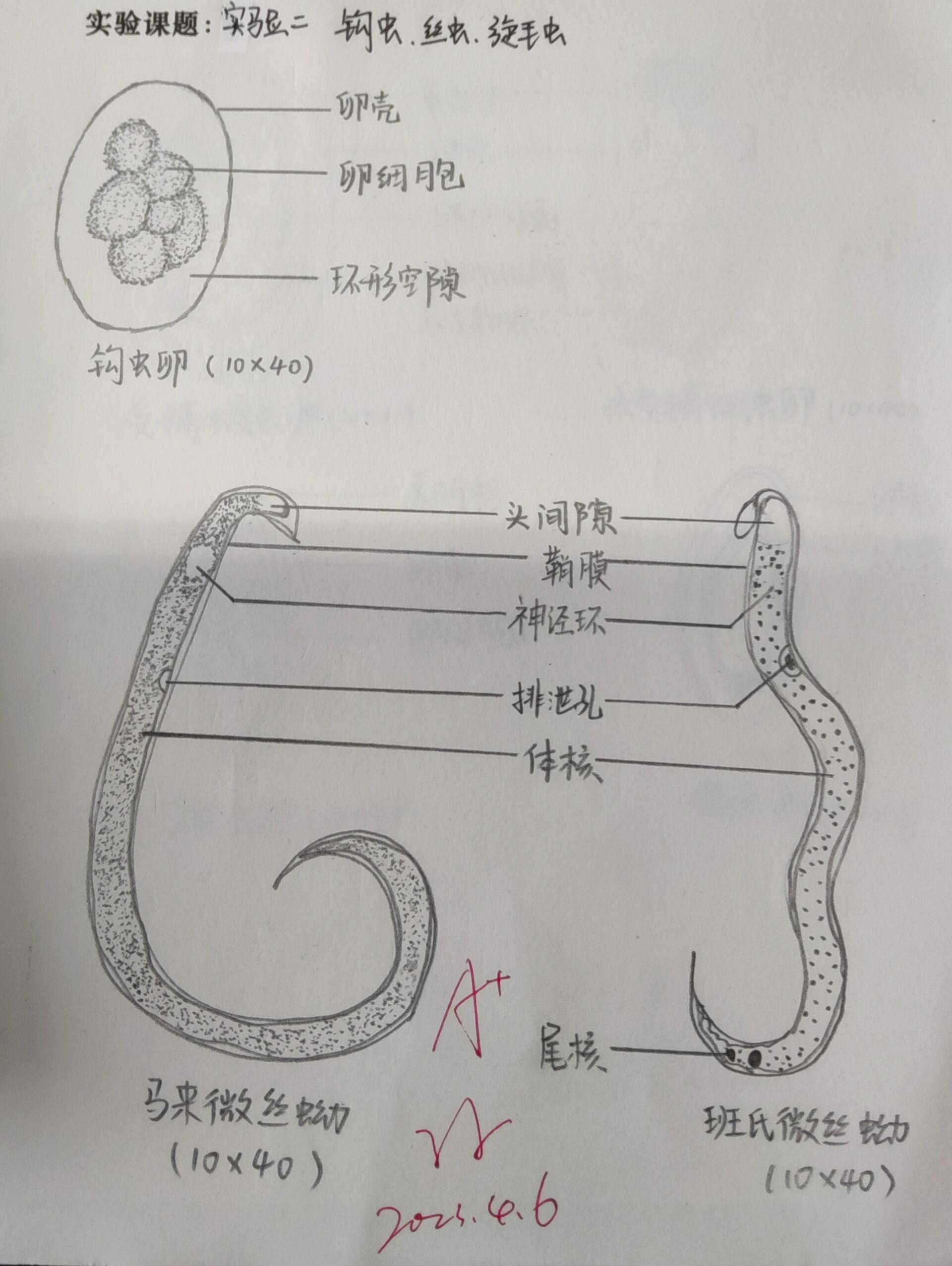 钩虫结构图片