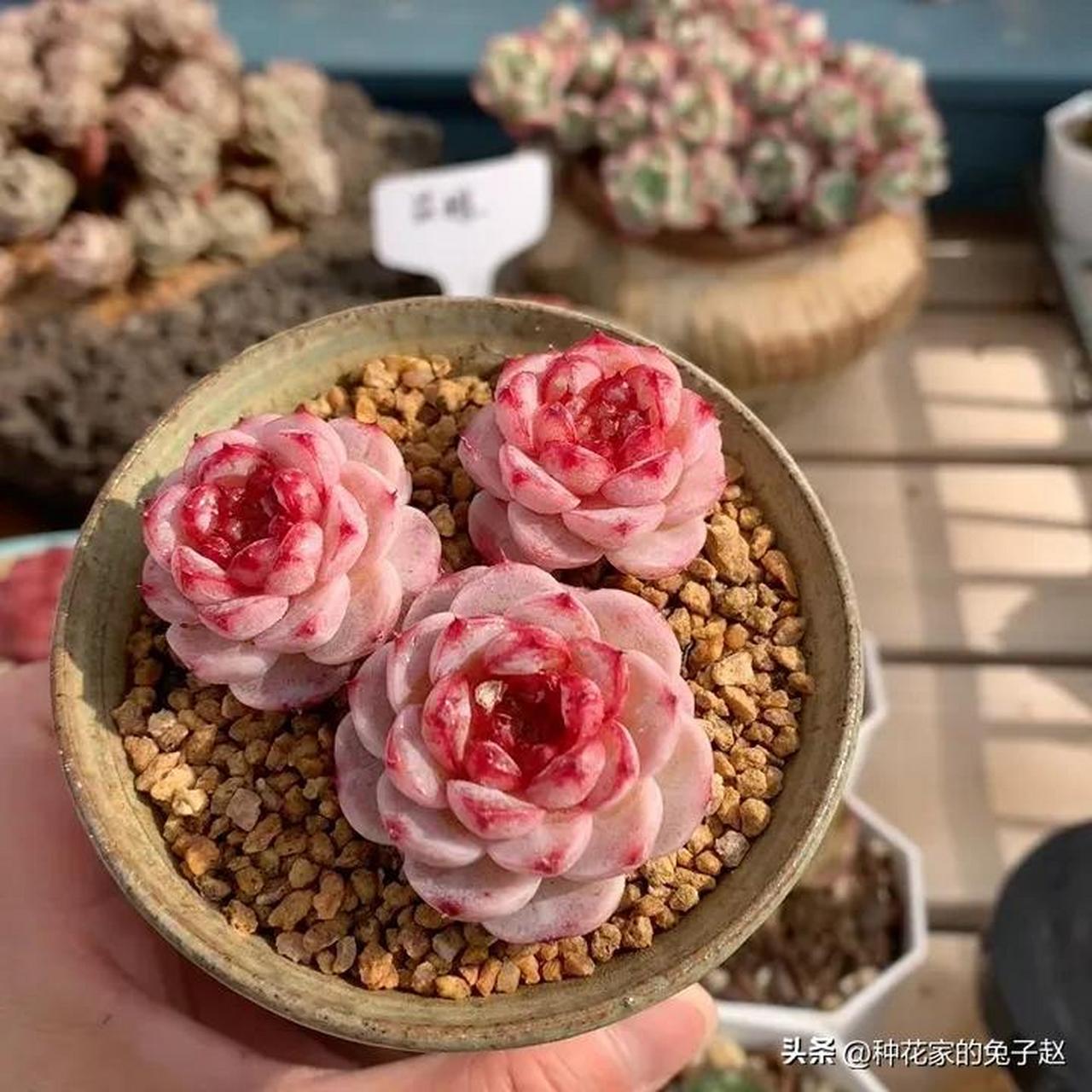 每天分享一种多肉 天鹅绒九宫格 出状态颜值蛮高的一款小型肉肉