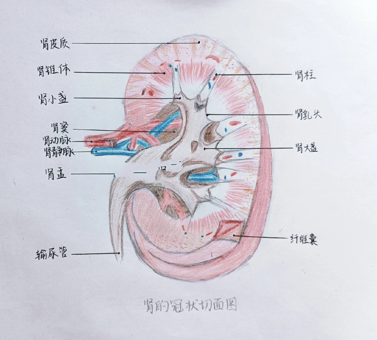 肾的冠状切面图片