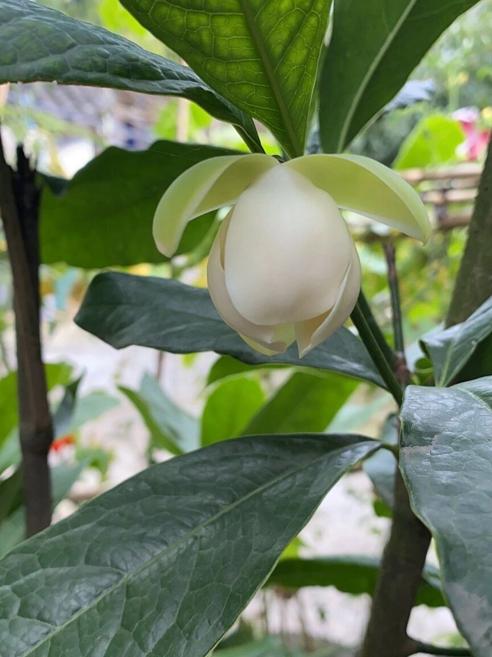 醪糟花.哈哈哈.