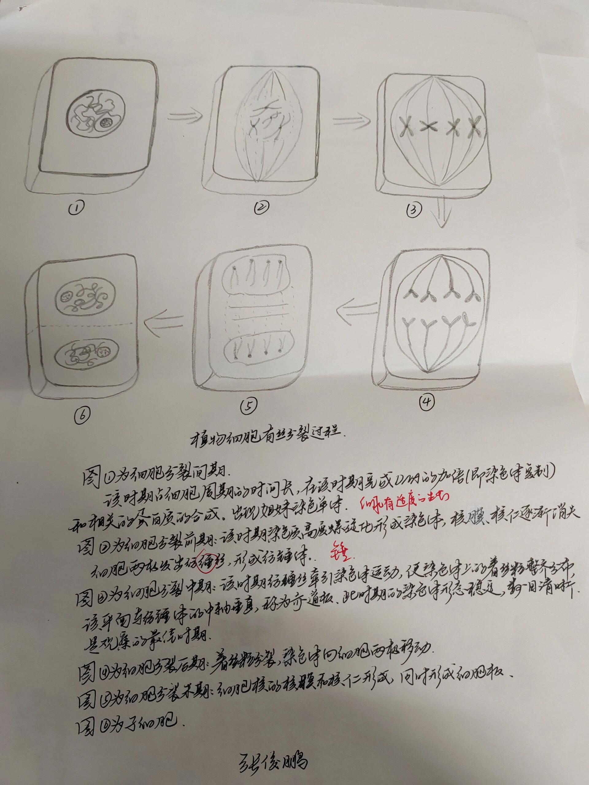 植物有丝分裂学生作业 要求:让学生以正常体细胞染色体数为4的植物
