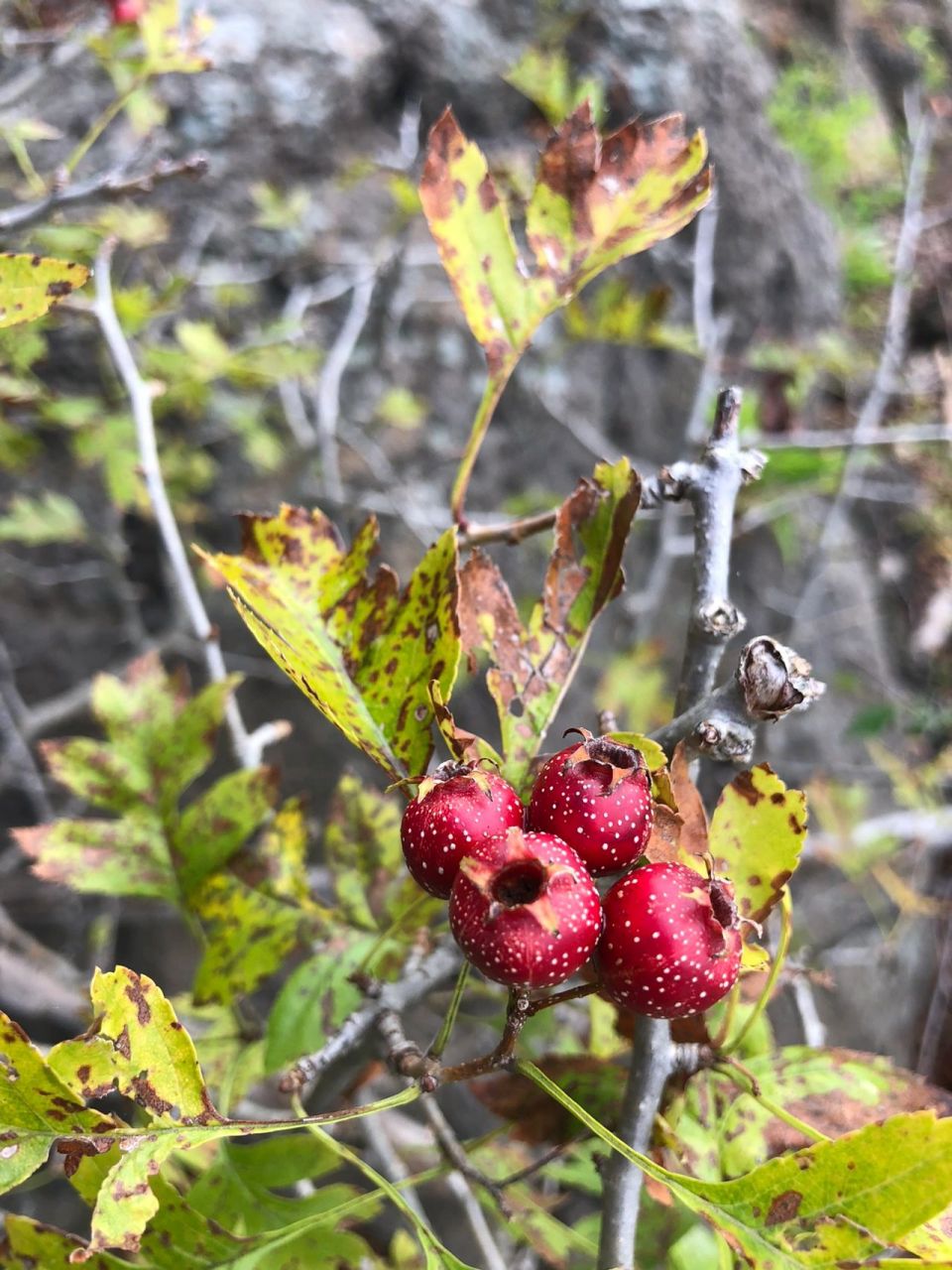 秋日野果|野山楂 山楂是蔷薇科～山楂属 秋天真的来了,树叶有的已泛黄