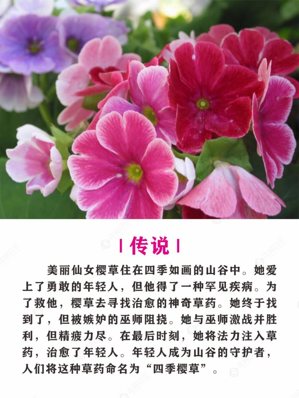 报春花简介图片