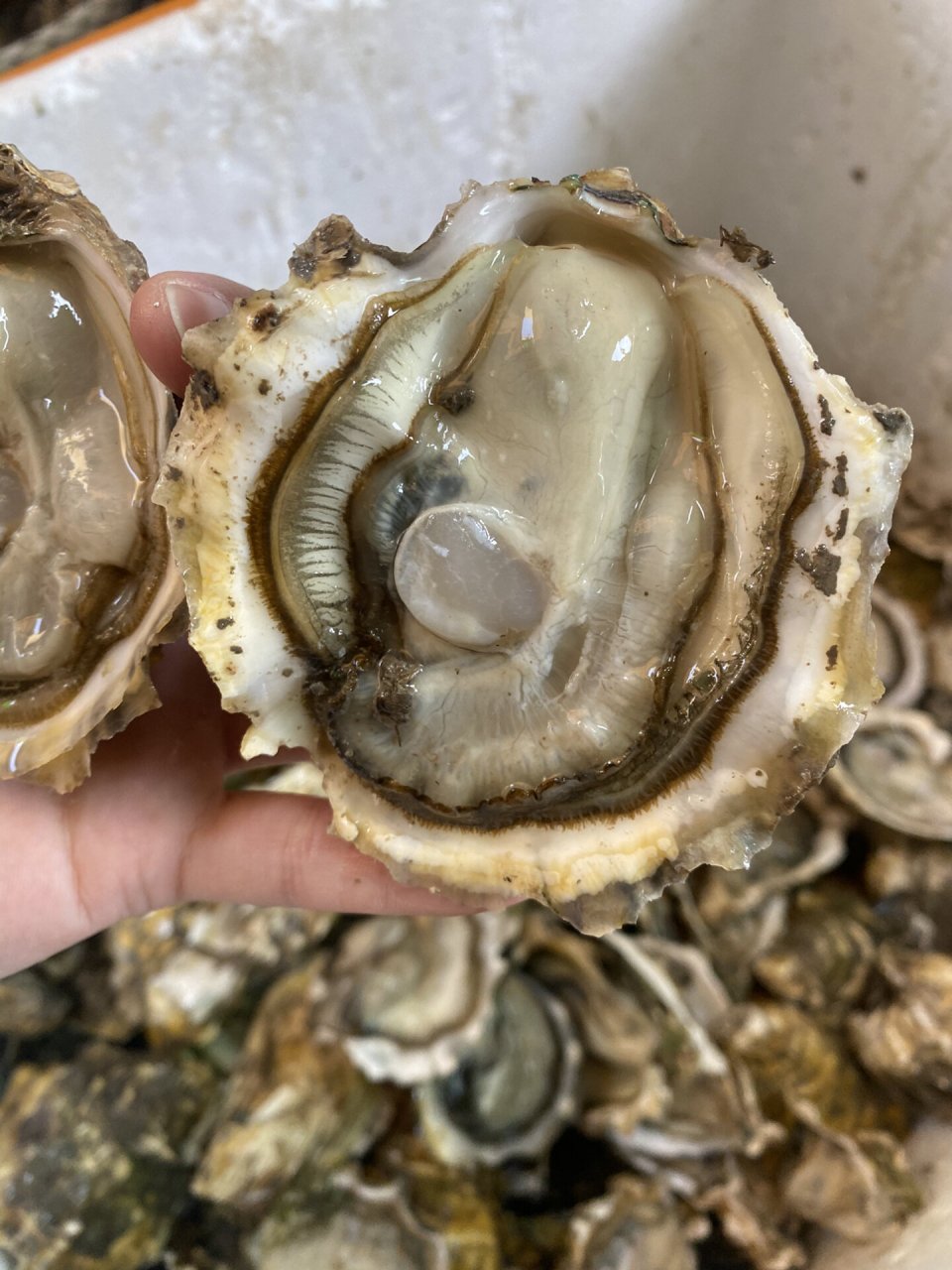 生蚝100个58包邮南澳蚝,烧烤蚝,汫洲蚝,烧烤摊生蚝,可提供半壳,每天现