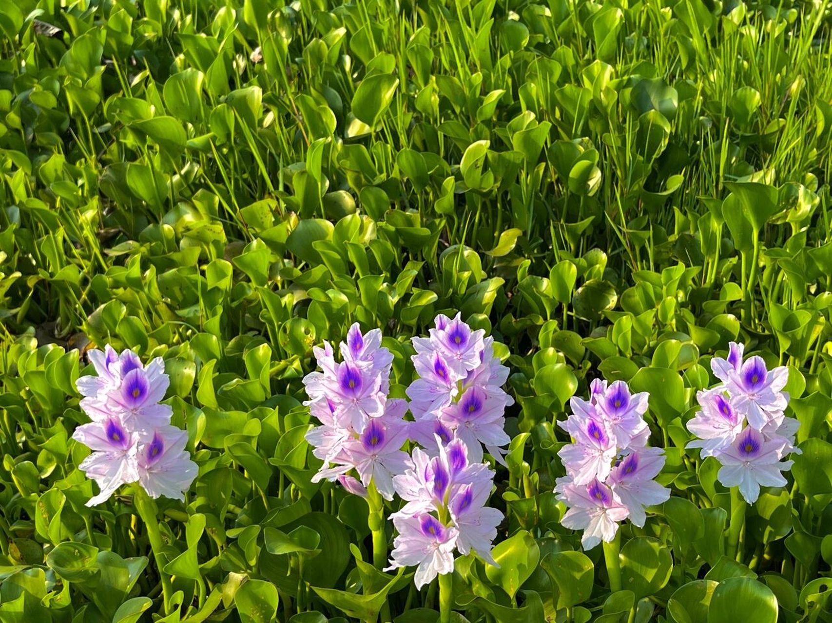 水葫芦开花也可以很美 水葫芦又名水浮莲,凤眼莲,凤眼蓝,最初作为观赏