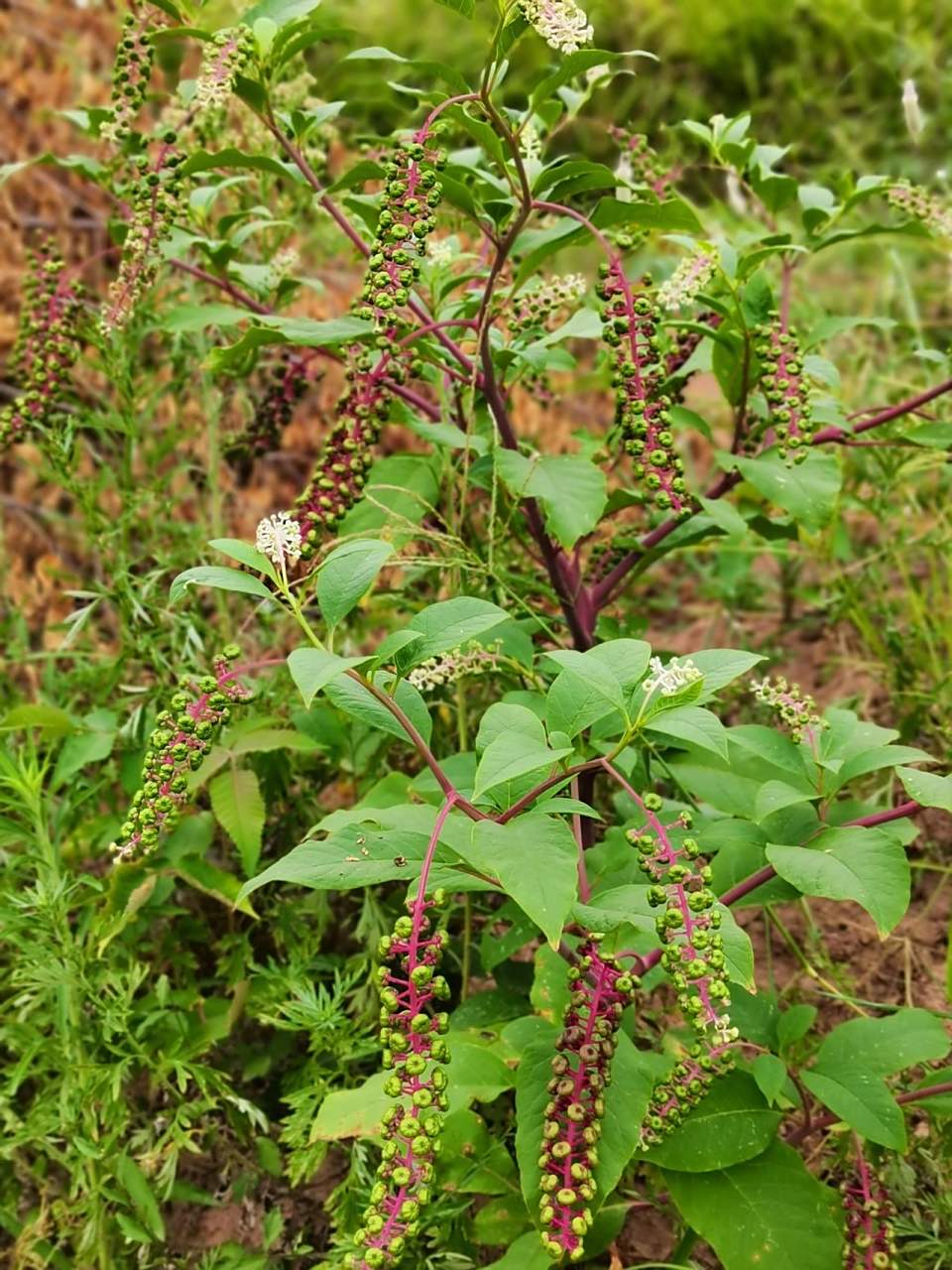 山萝卜,村里有人用来炖肉,吃了又吐又拉 山萝卜,不知道哪儿来得那么多