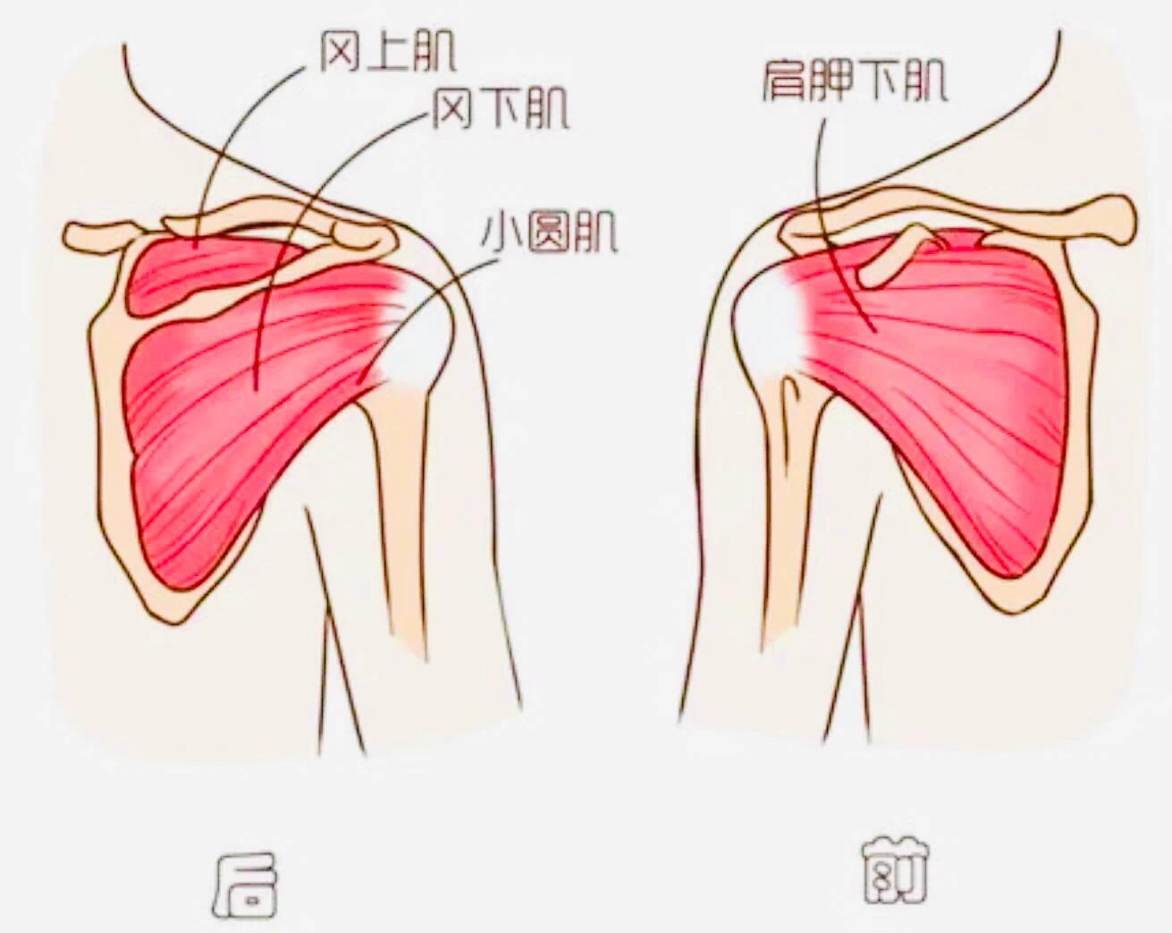 肩袖位置图图片