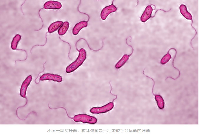 甲类传染病霍乱霸屏ivd人最关心的几点在这里