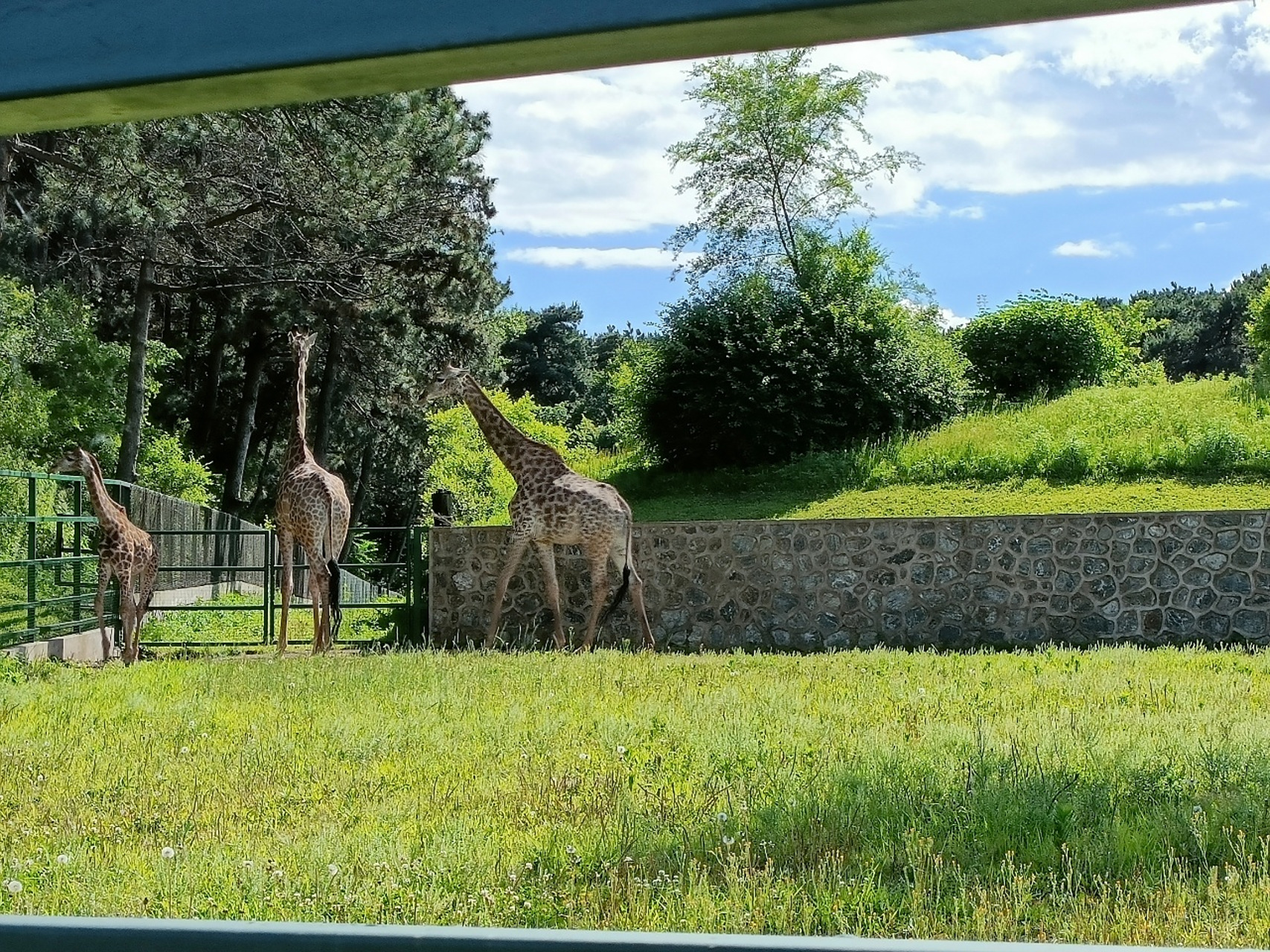 棋盘山内的沈阳森林动物园见到了四只大熊猫 原来熊猫以前是蚩尤的