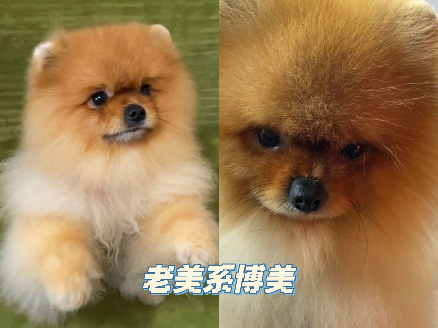 博美犬的特征图片