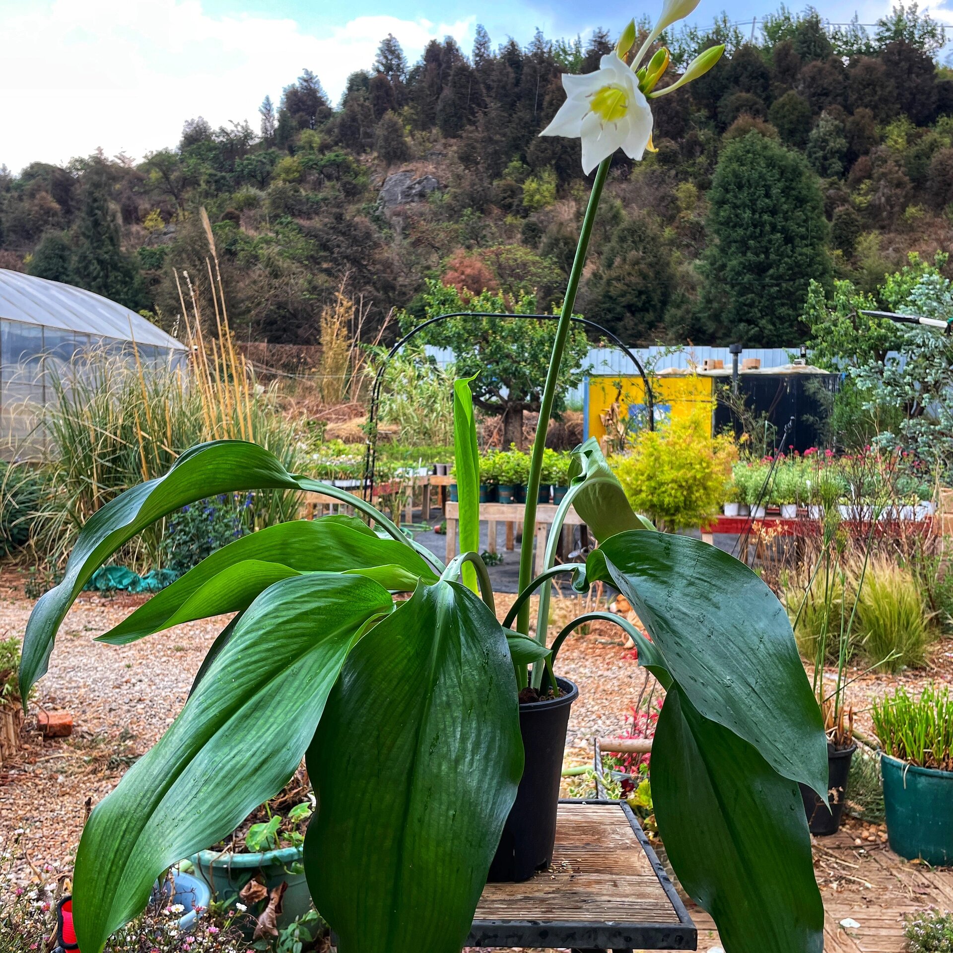 南美水仙 本店已上架      四季常青 多次开花 有清香 室内植物 易