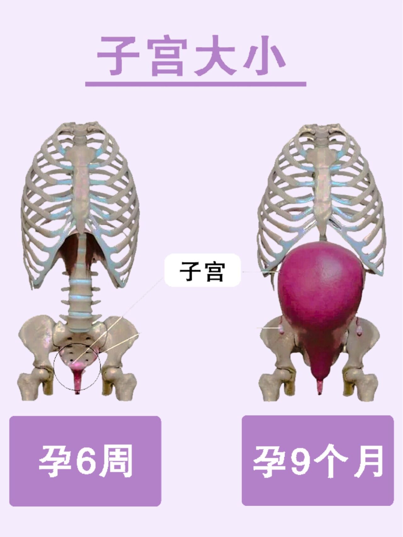 孕5周子宫大小图片