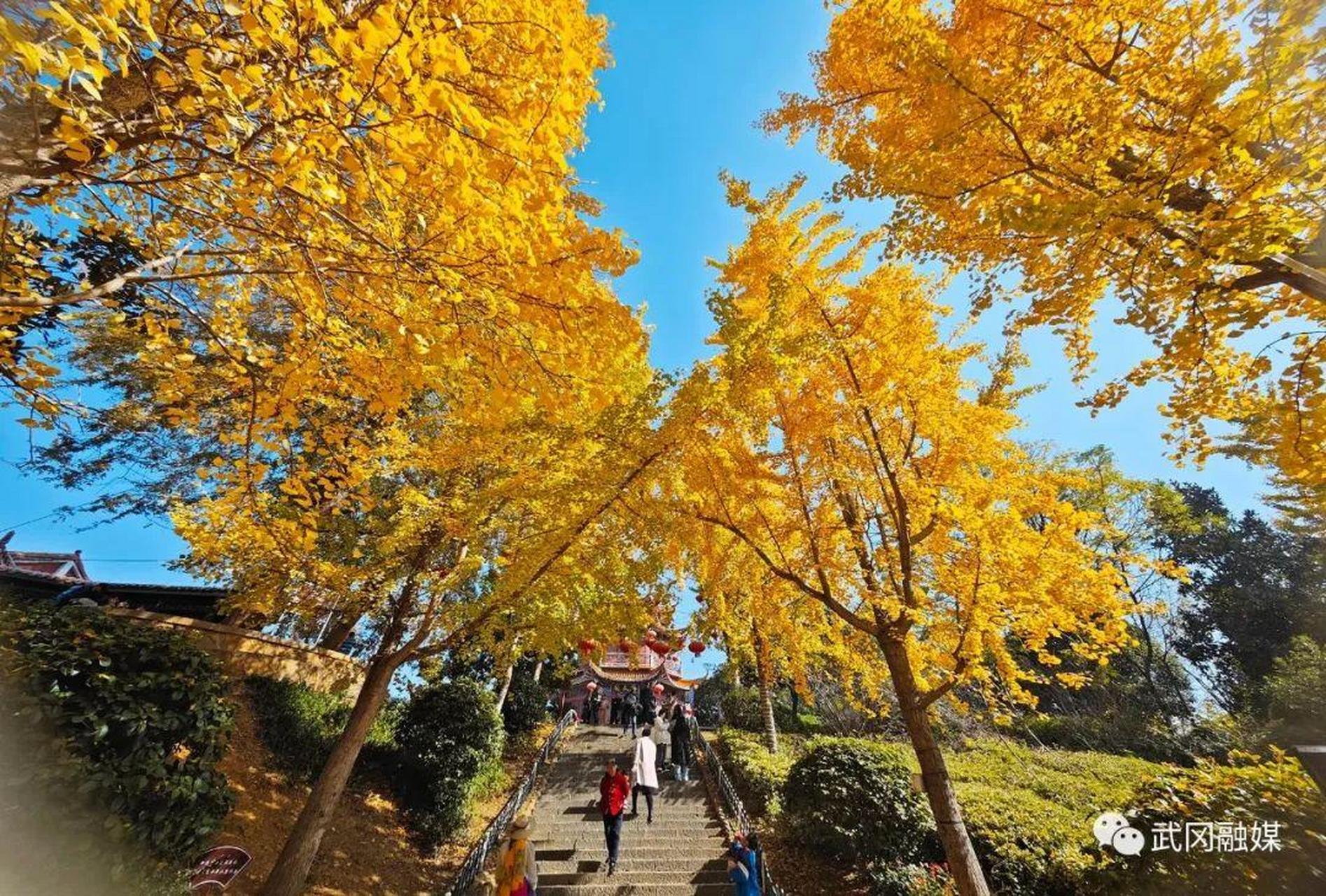 武冈王城公园披金装,银杏黄如约而至 11月28日,武冈市王城公园里银杏