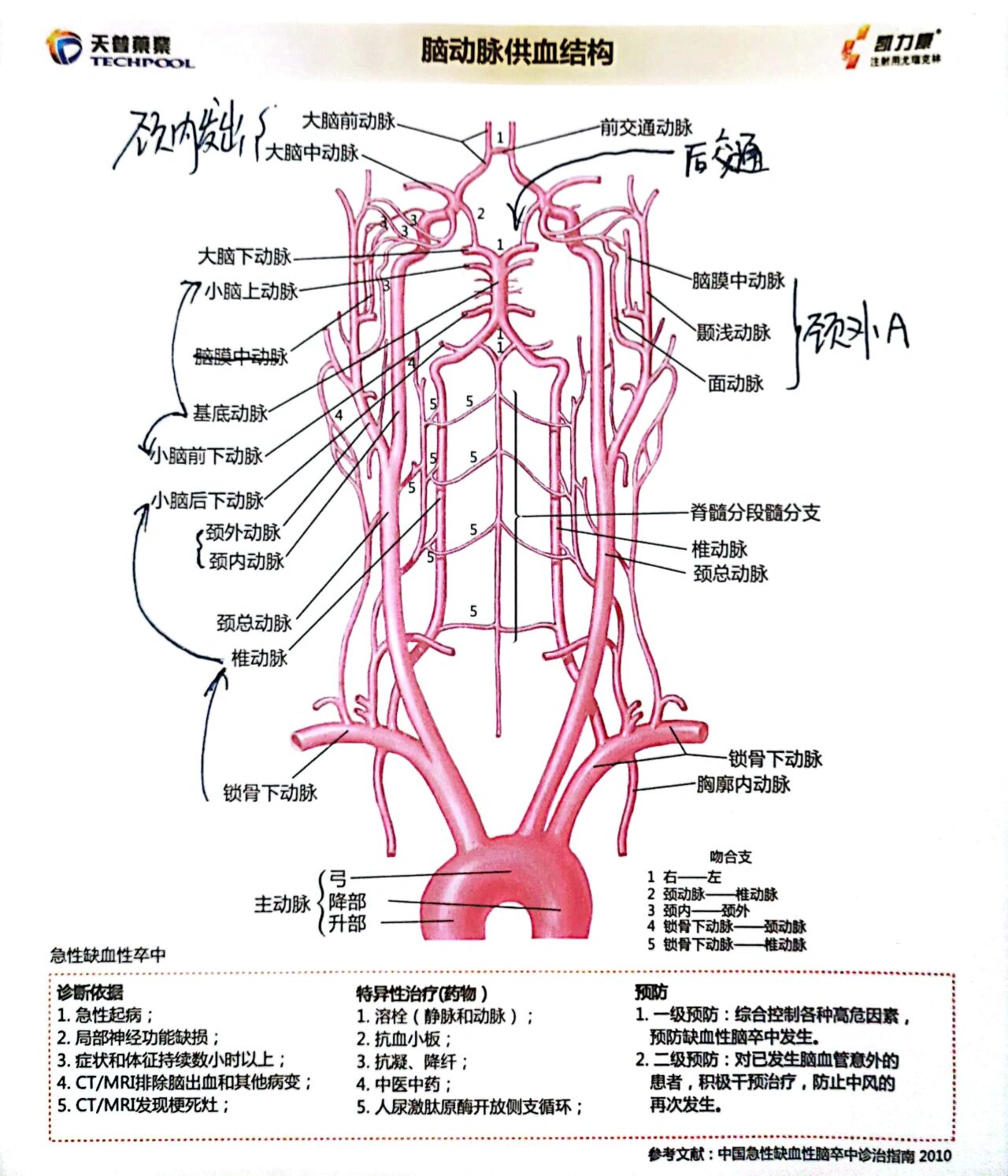 大脑血管分布示意图图片