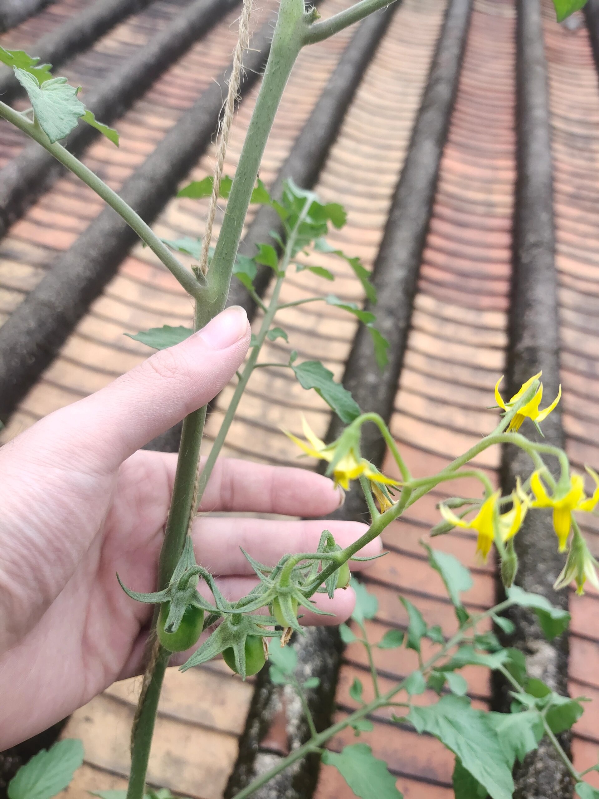 小番茄苗2个月开始开花结果 原来苗子徒长了,现在看来影响还不是很大