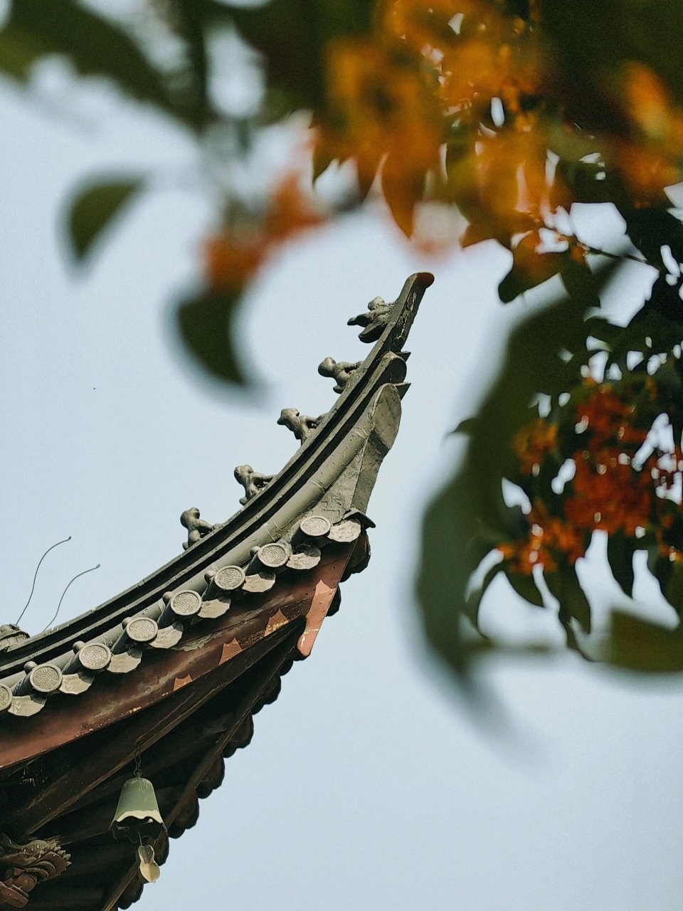 宁波西林禅寺|限定桂花98季 西林禅寺内两颗很大的金桂盛开,一进