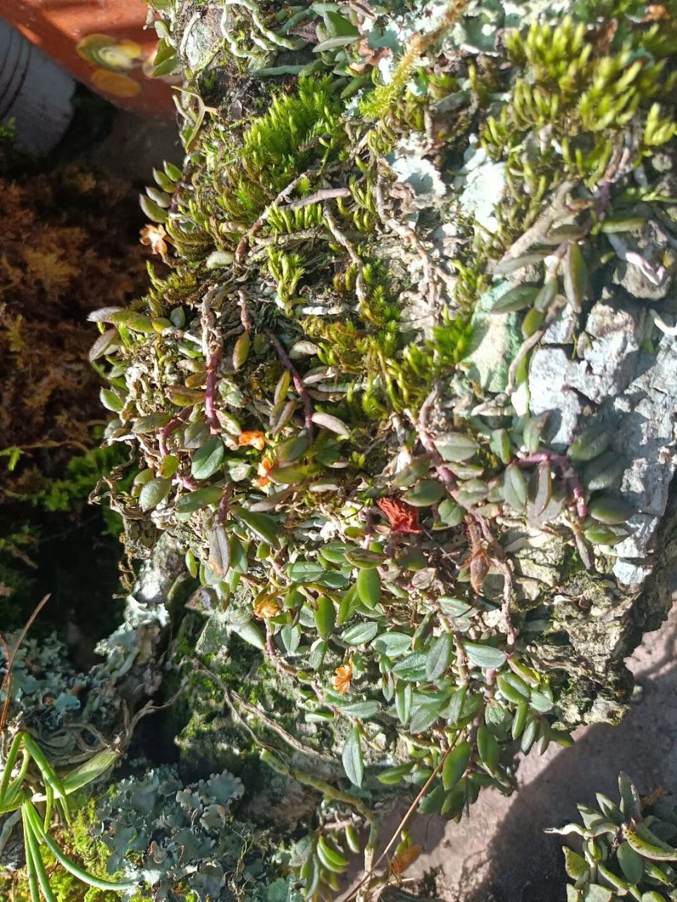 蜈蚣还阳草,也叫麻金钗,学名中华盆距兰 该药具清