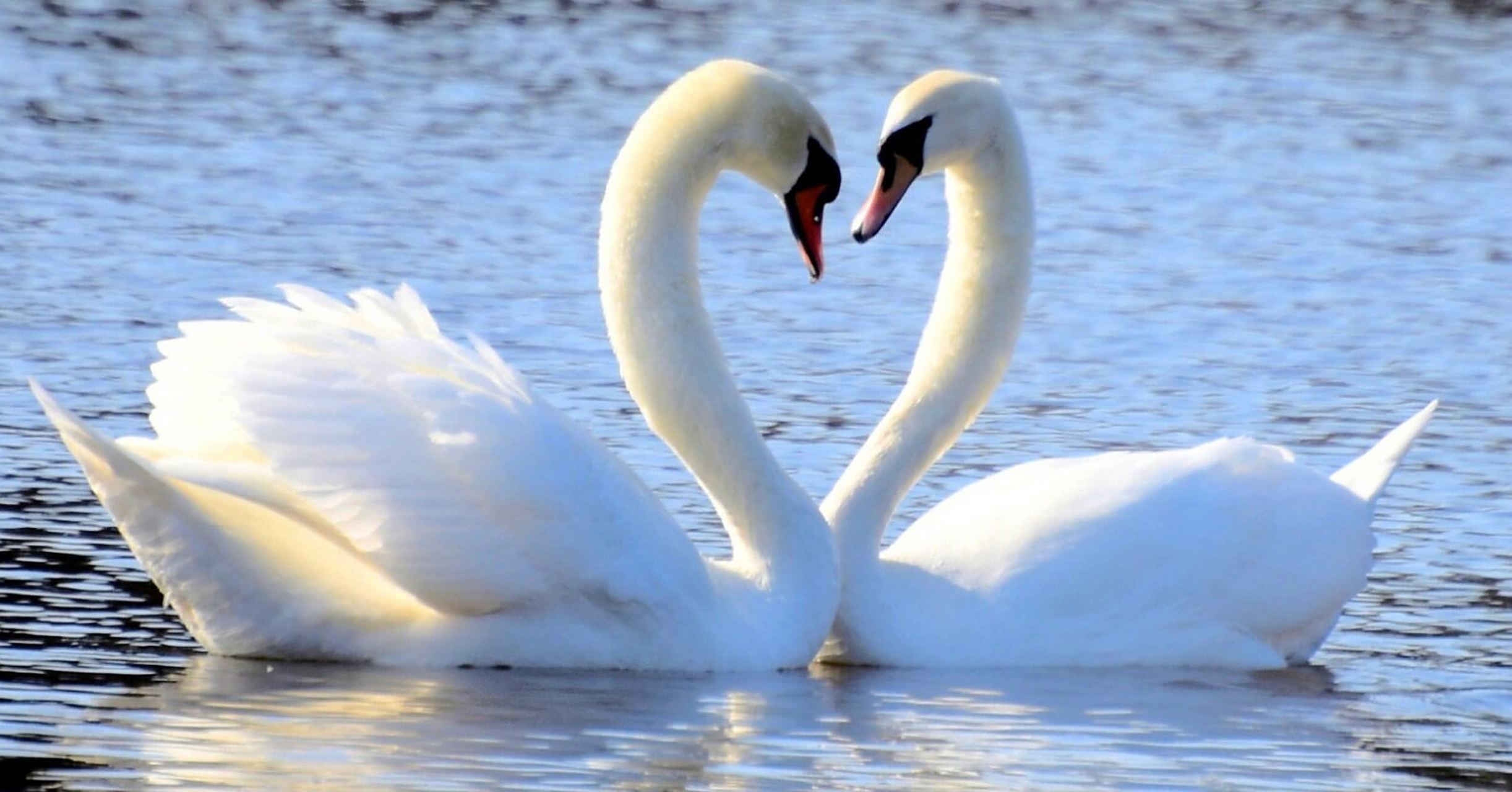 出双入对的天鹅0606